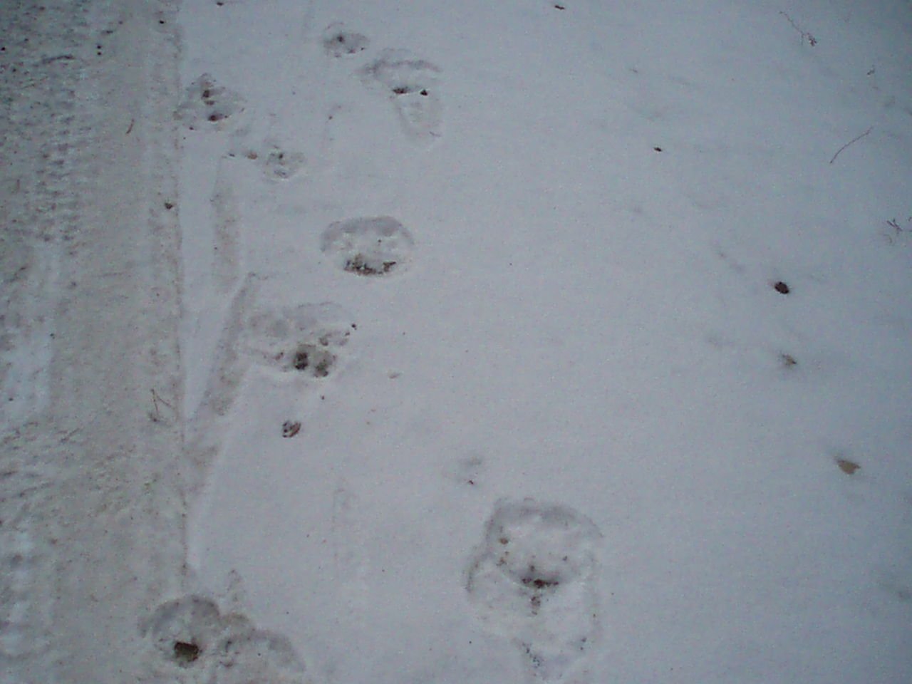 Следы оленя на снегу