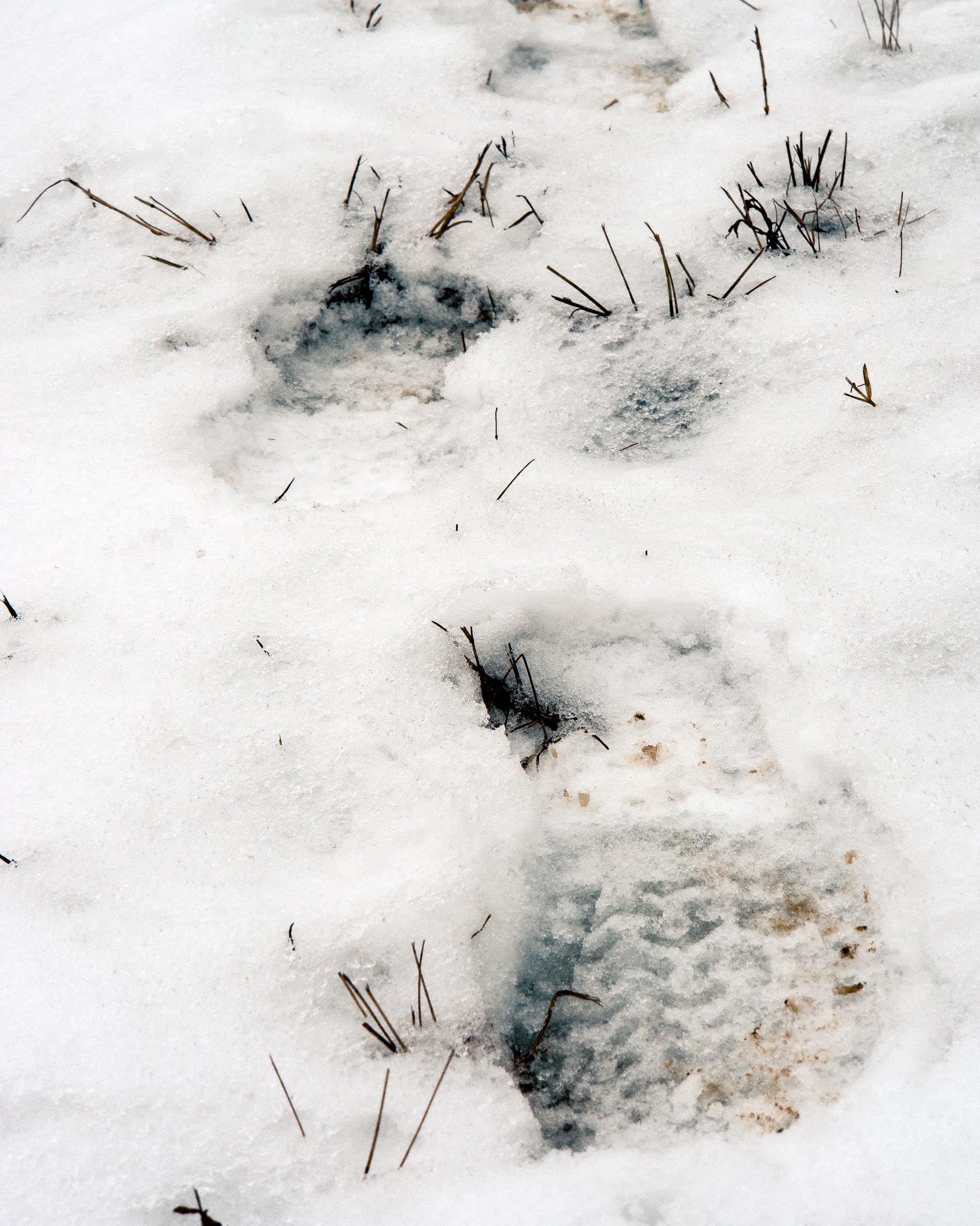 След хорька на снегу фото. Следы тигра на снегу. Следы норки на снегу. Следы ежика на снегу. Следы обуви на снегу.