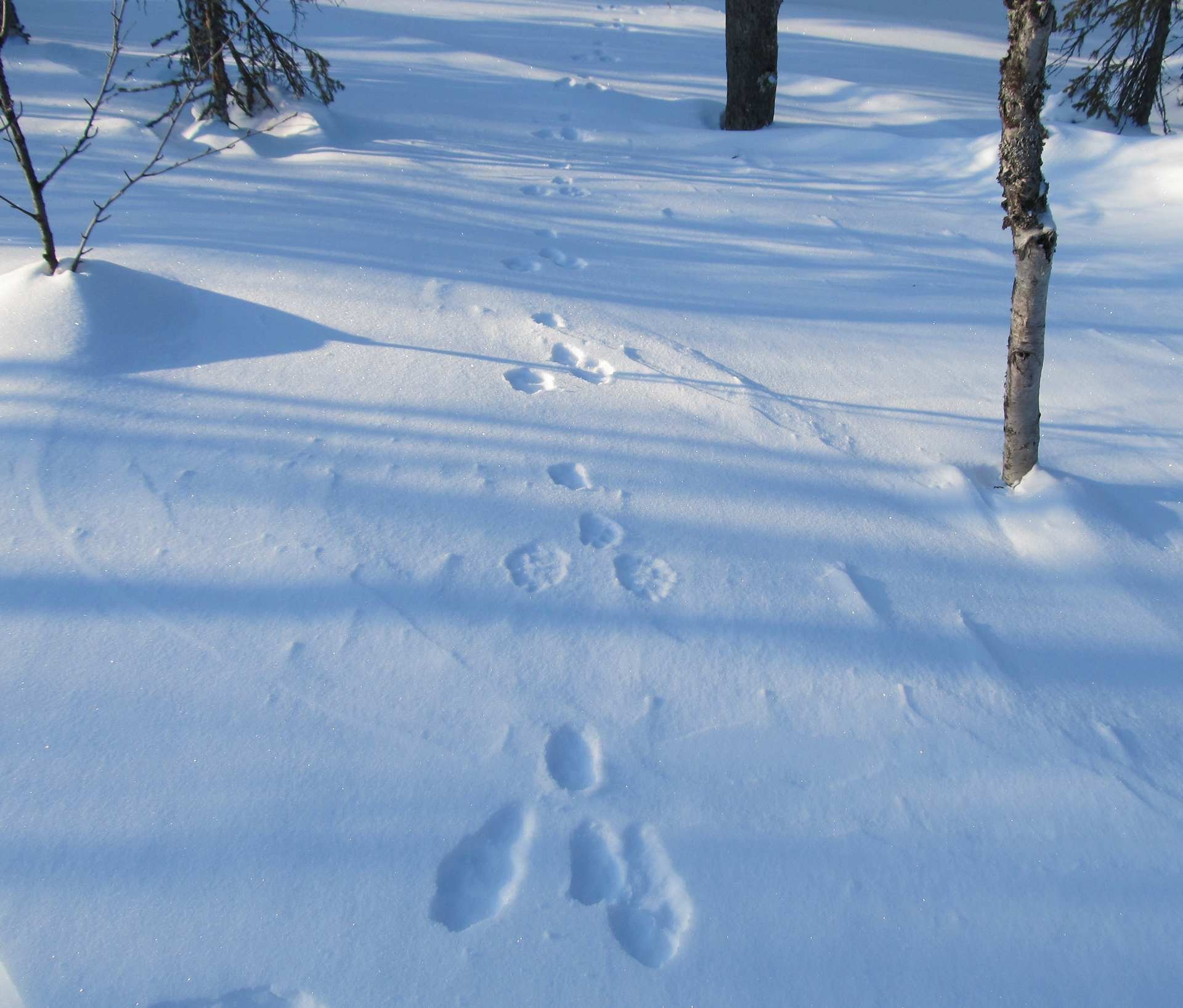 Заячьи и лисьи следы на снегу. Следы зайца в зимнем лесу. Заячьи следы. Следы зайца заячьи следы. Следы зайца беляка.