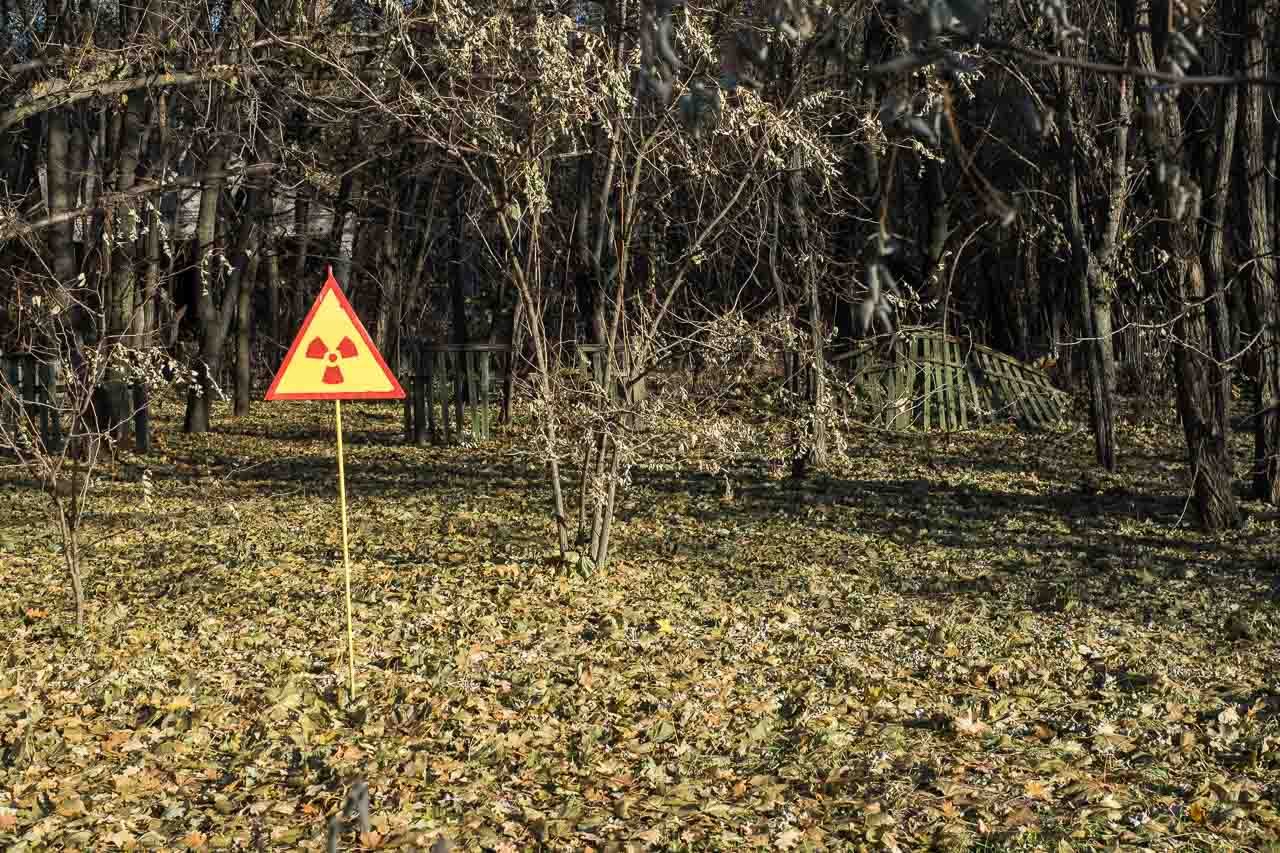 Грибы радиация. Радиоактивный лес Чернобыль. Рыжий лес Припять. Рыжий лес Припять 1986. Чернобыль Чернобыль рыжий лес.