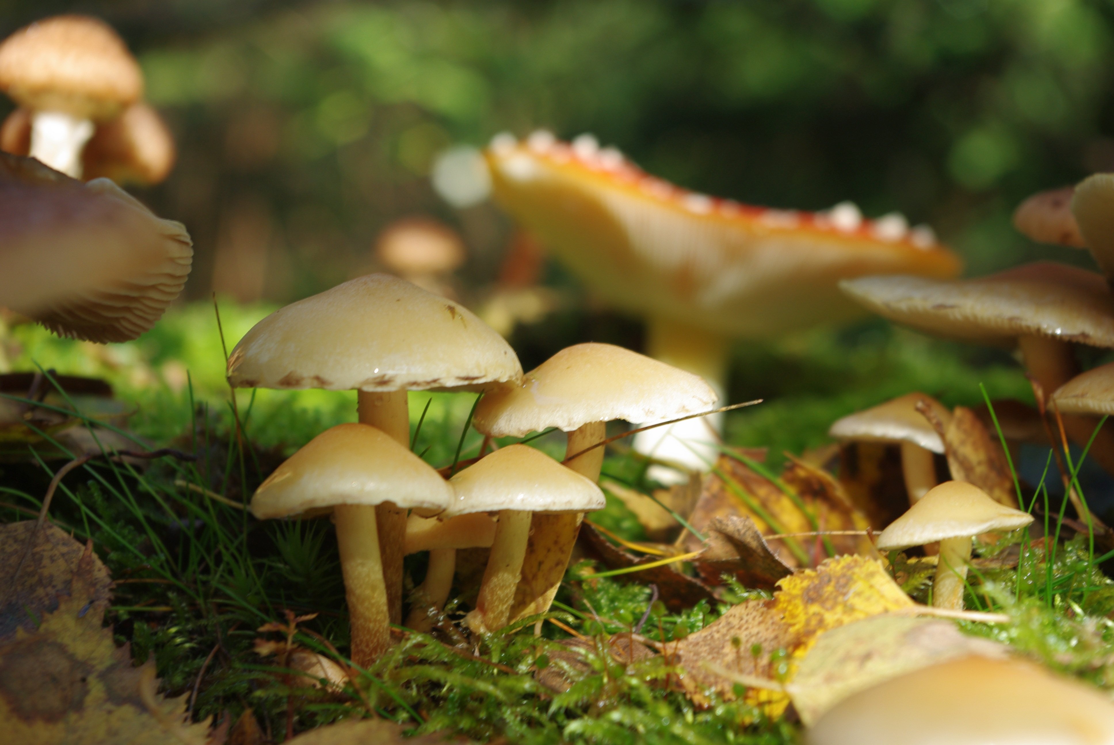Грибы природа лес. Мухомор желтоножковый. Лесные грибы фото. Грибы в лесу. Красивые съедобные грибы.