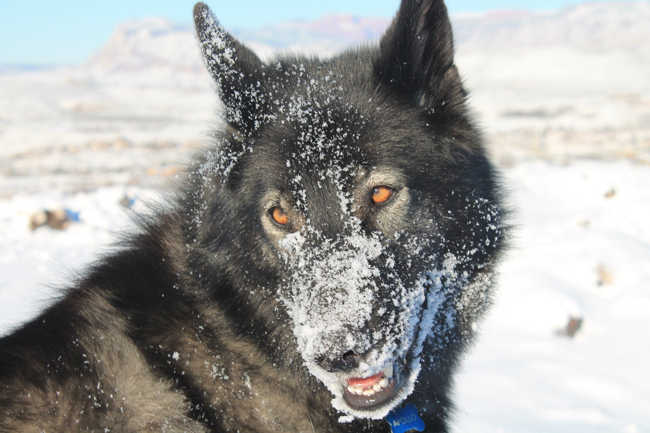 Чёрный волк в снегу