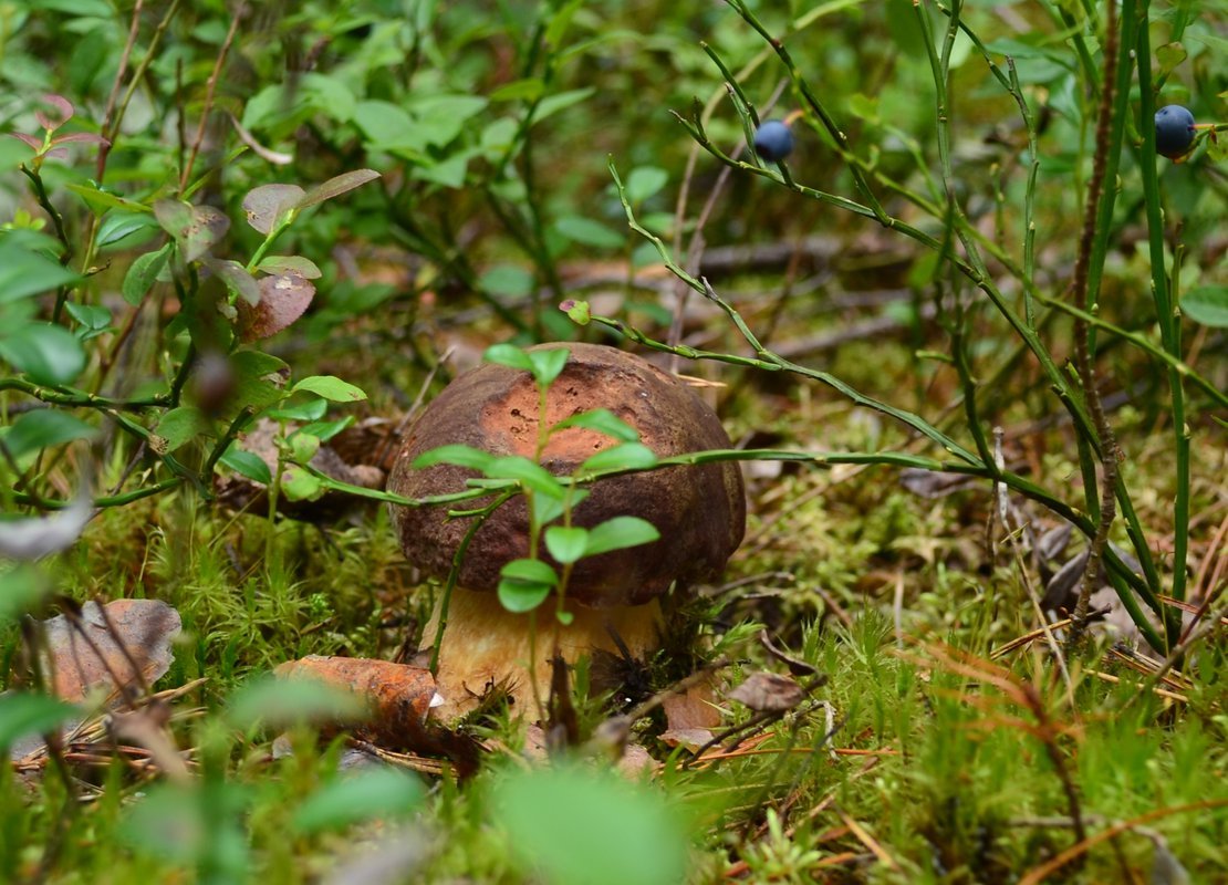 Съедобные грибы Томской области