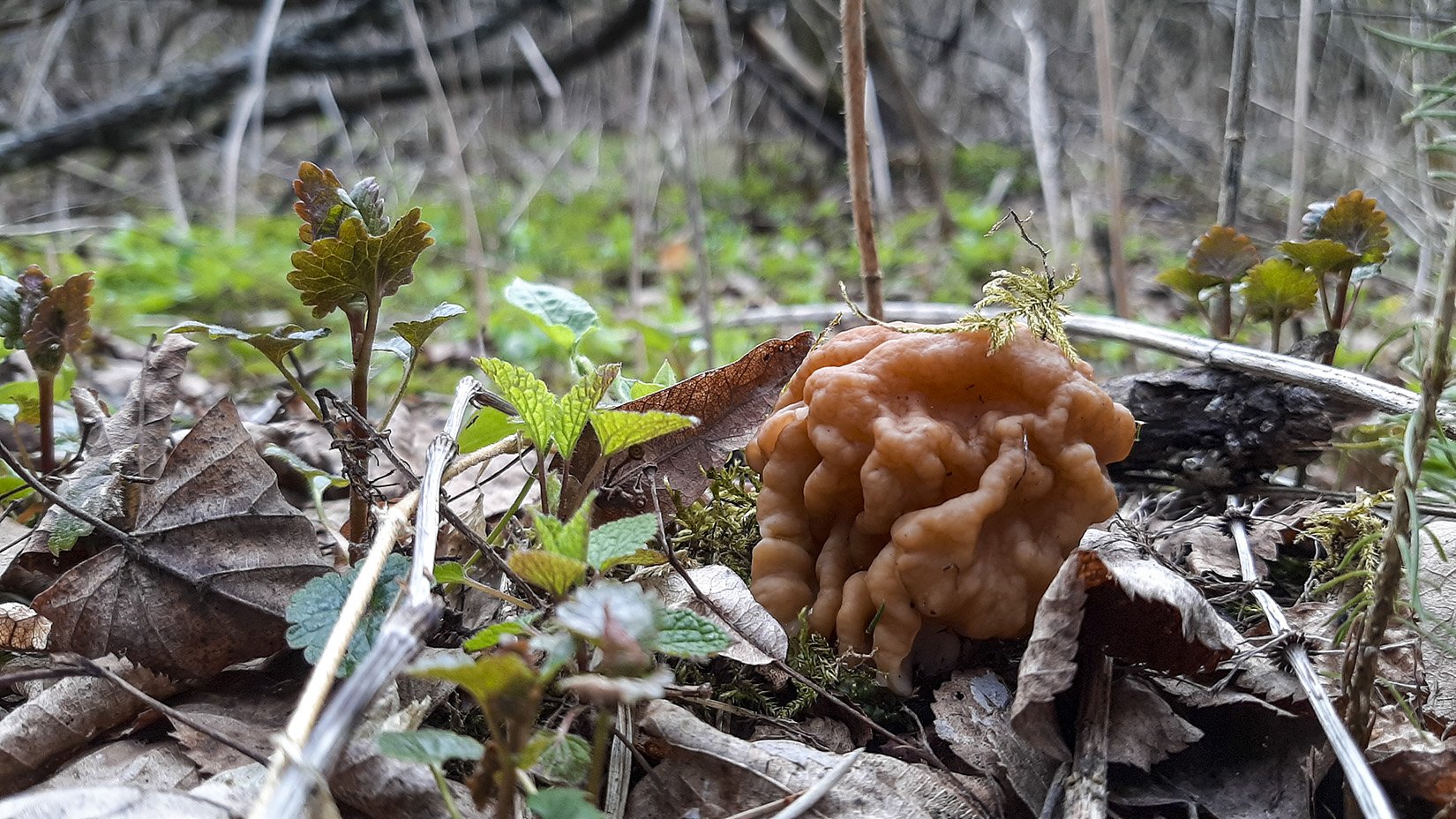 Первые грибы весной название. Весенние грибы в Подмосковье съедобные. Сморчки грибы в Томской области. Первые весенние грибы съедобные. Весенние грибы Подмосковья съедобные красные.