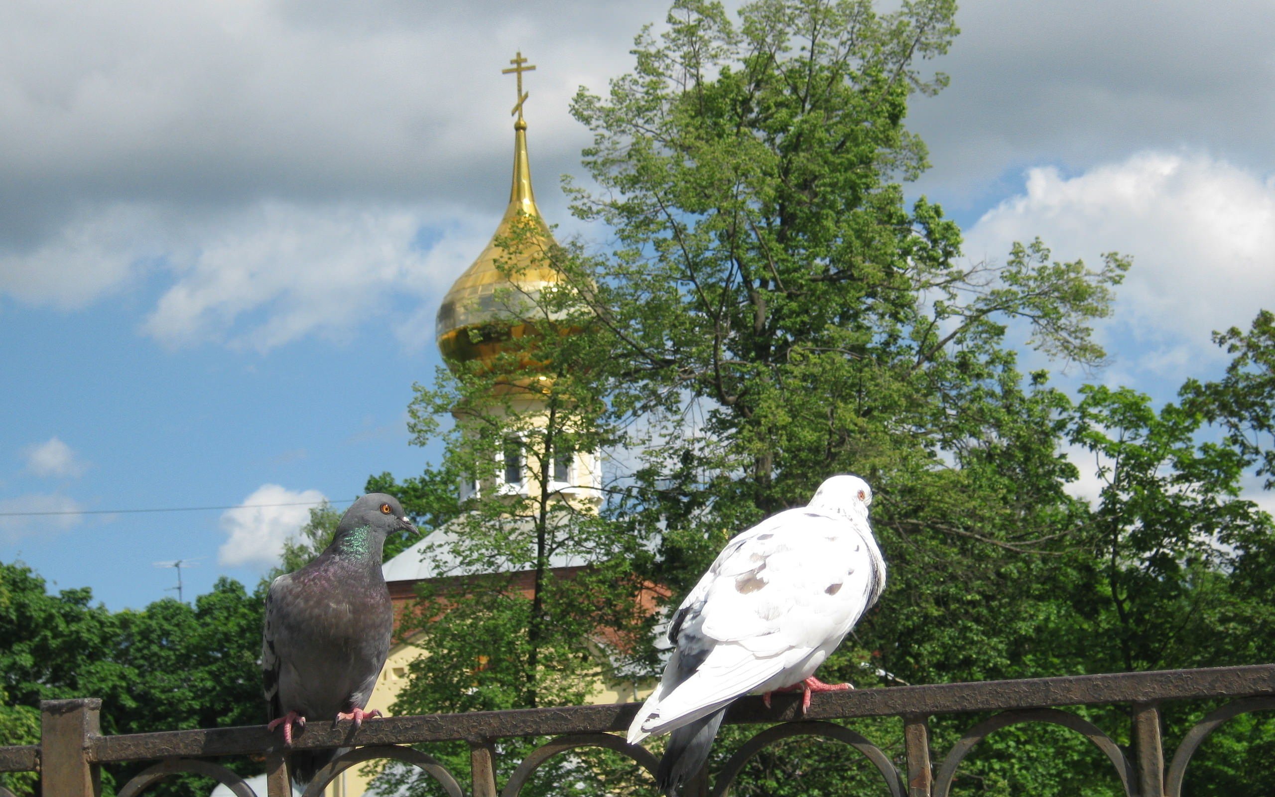 голуби и храм