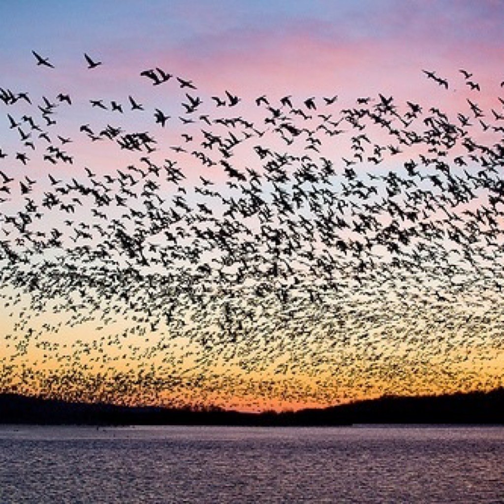 Много птиц в небе