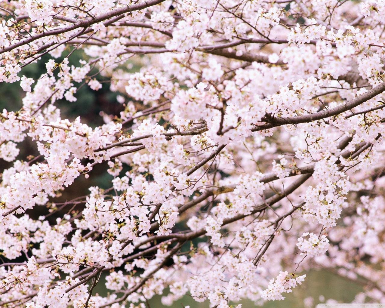 Когда зацветут яблони дзен рассказ. Вишня дерево. Белая Сакура. Весенняя природа. Цветущие ветки.
