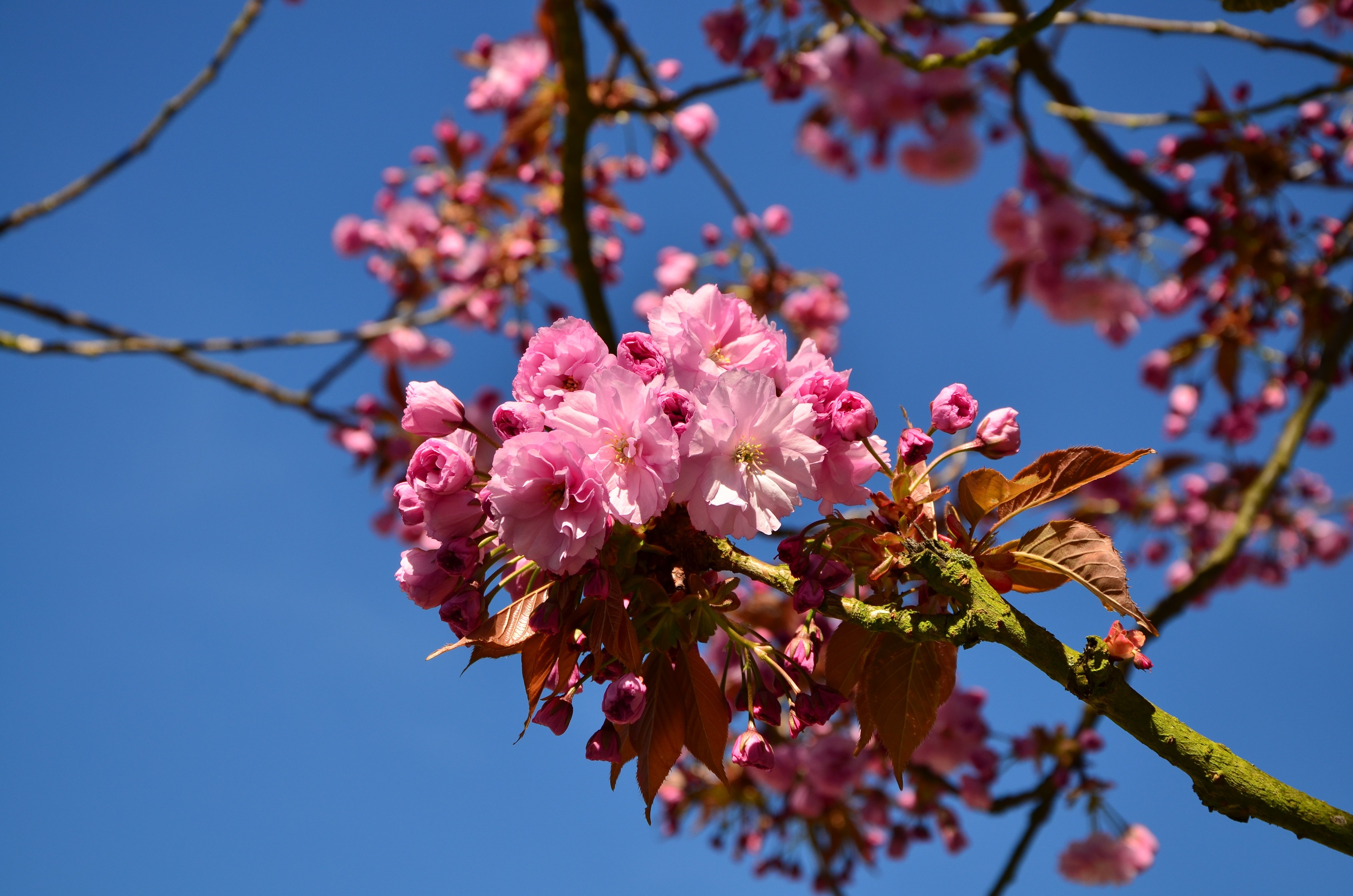 Плоды розового дерева. Сакура черри блоссом дерево. Вишня розовоцветущая. Сакура вишня. Цветущая вишня Сакура.