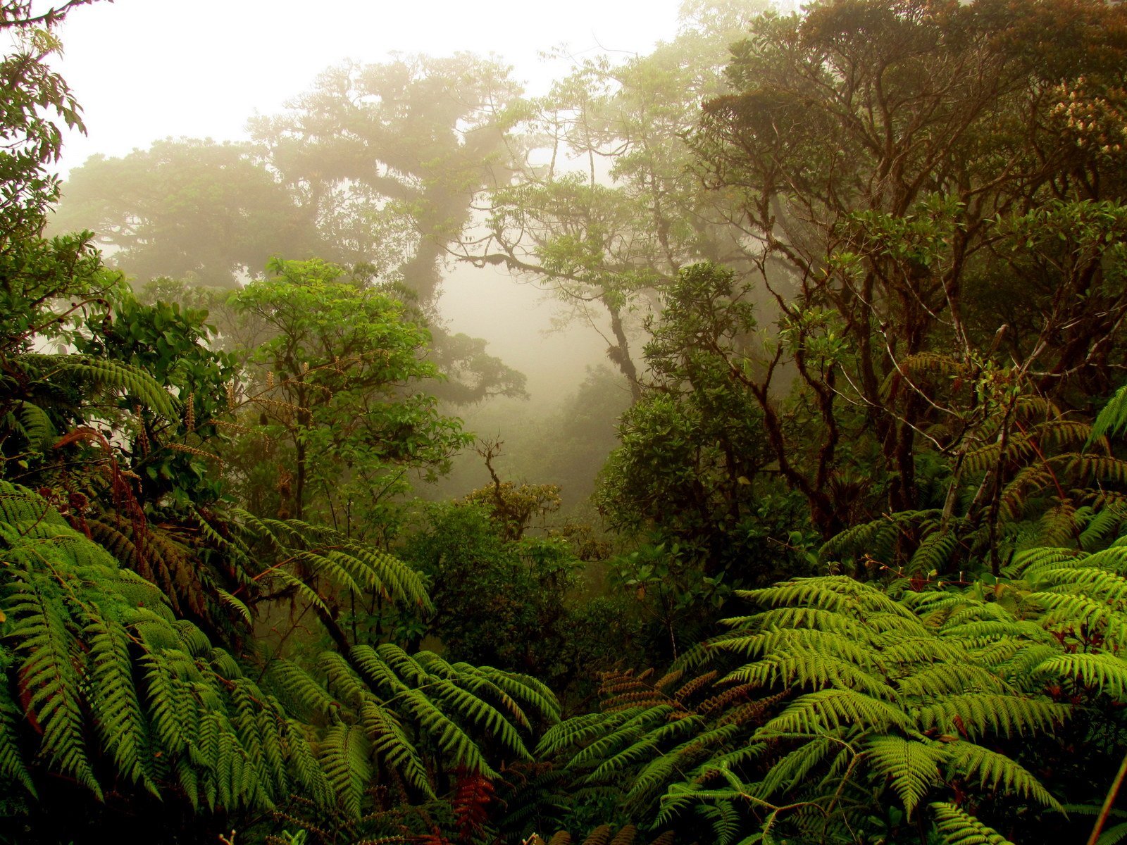 Джунгли вечером в среду. Монтеверде облачный лес, Коста Рика. Национальный парк Монтеверде (Коста-Рика). Коста Рика заповедник Монтеверде. Коста-Рика: дождевой лес.
