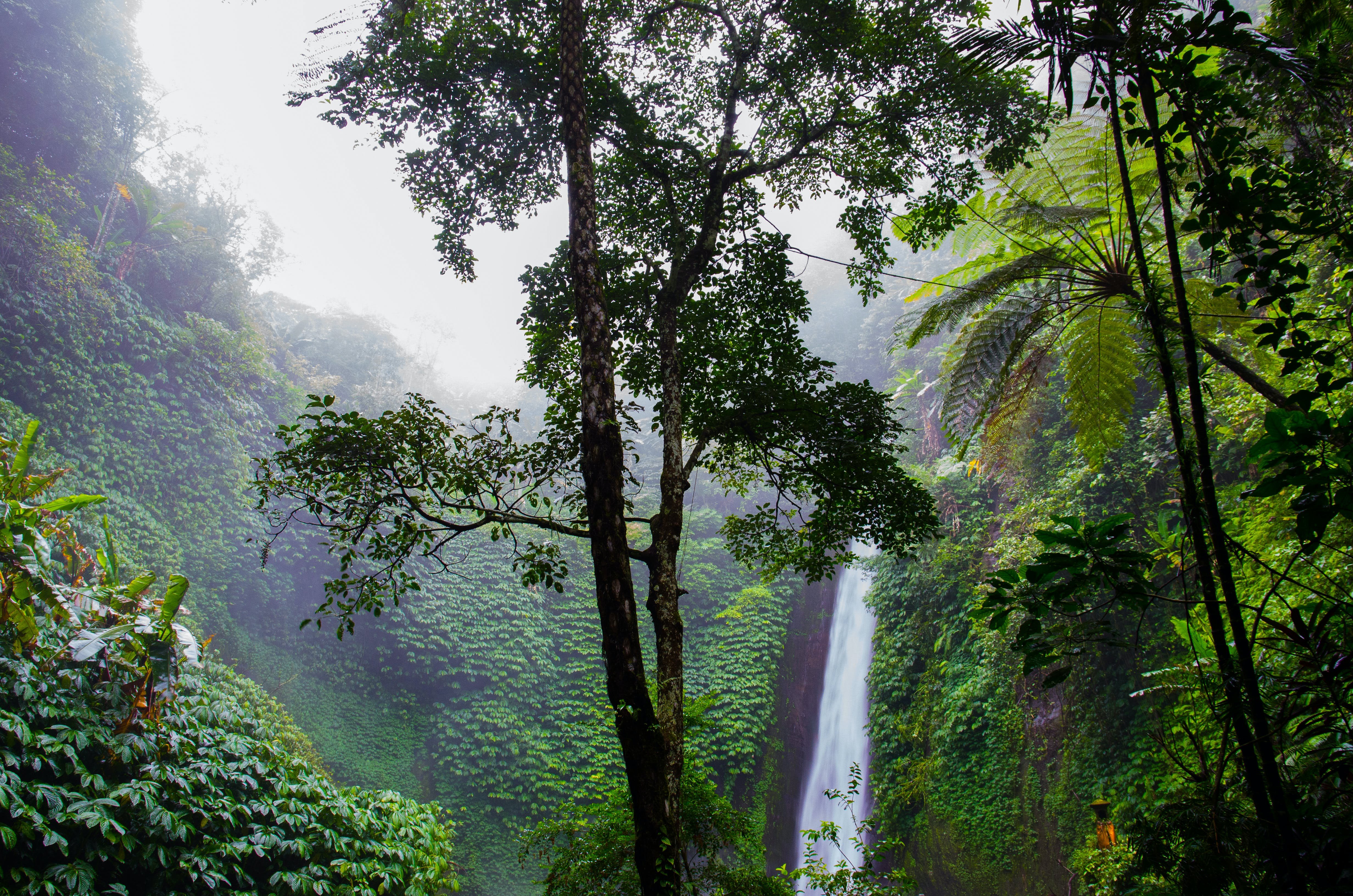 Что такое влажный экваториальный лес. Чунцин тропические джунгли. Тропические дождевые леса Индии. Муссонные леса Индии. Влажные тропические леса Южной Америки.