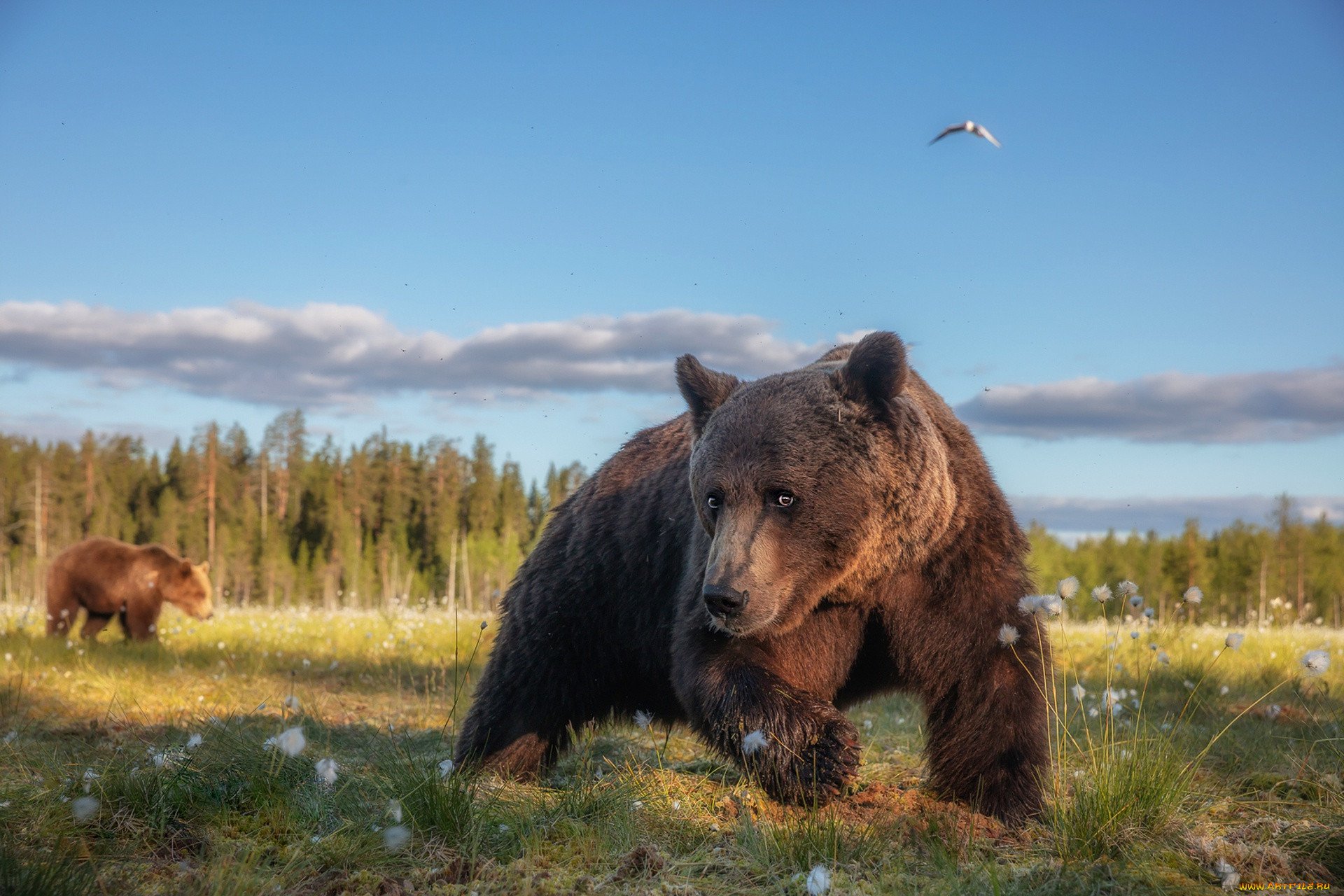 Канадская рысь бурый медведь лось. Сибирский бурый медведь. Кантабрийский бурый медведь. Бурый медведь в Карелии. Бурый медведь косолапый.