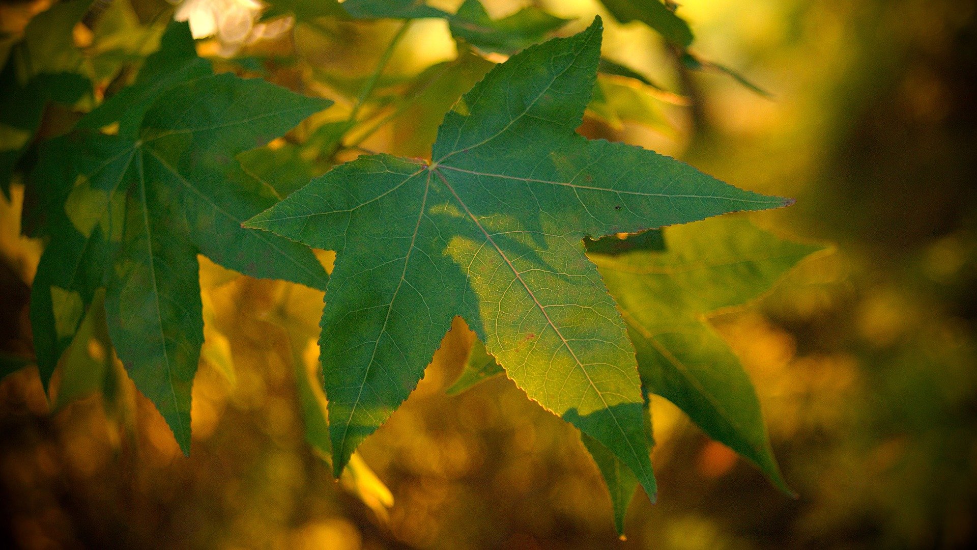 Осенний лист желто зеленый