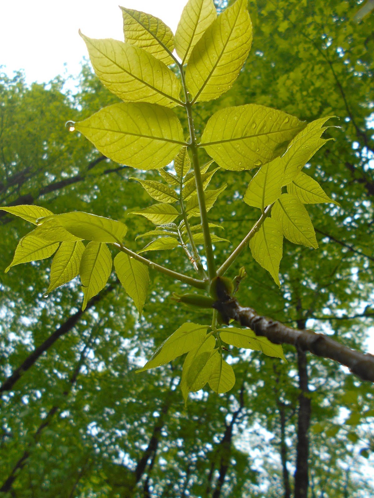 Ясень обыкновенный лист