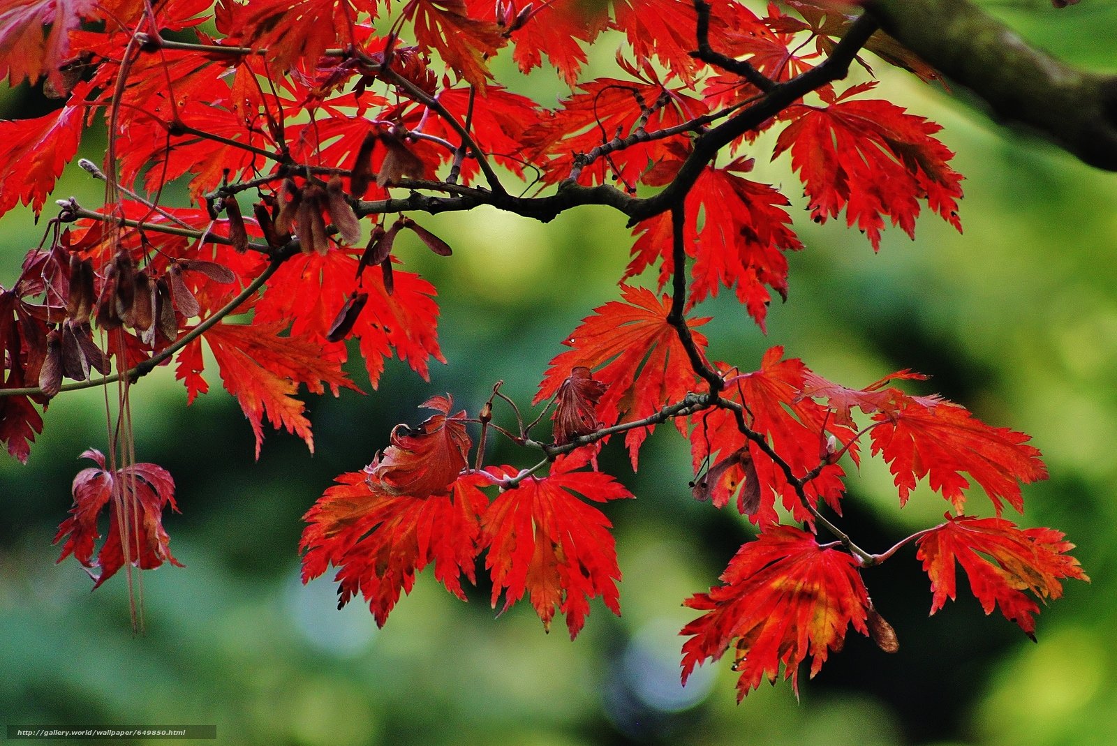 Клен резной слушать. Яркий осенний с ветками. Дерево с резными листьями. Багряный лист дерева. Осень листья.
