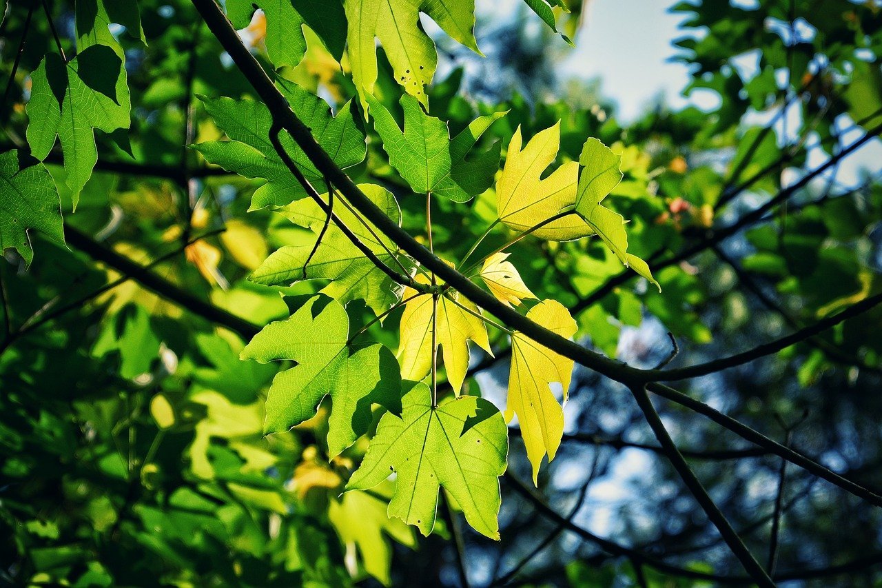 Песня лист зеленый лист резной. Клен дерево семена и листья. Дерево с красивыми резными листьями. Клён зелёный в Крыму. Красивые резные листья.