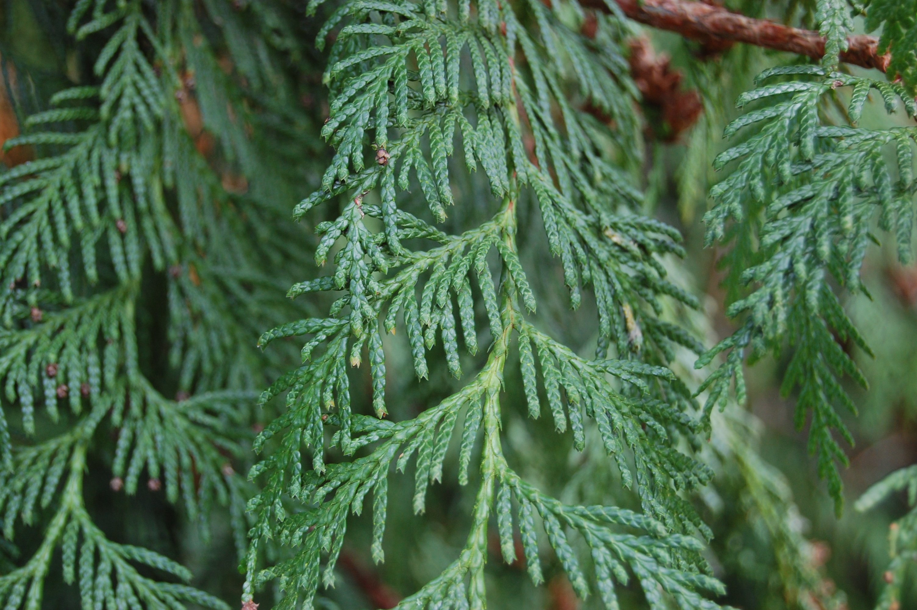 Туя складчатая (Thuja plicata Excelsa) p9