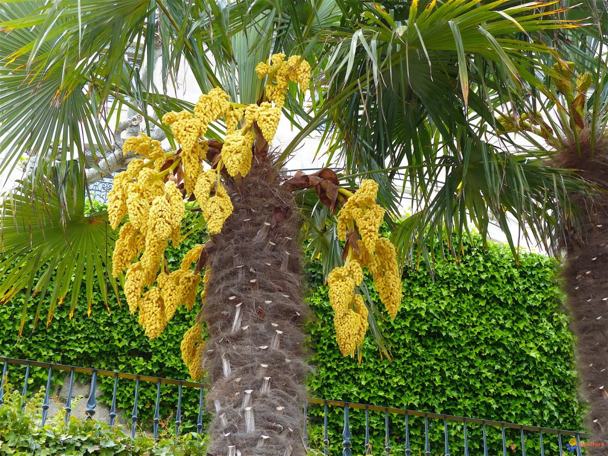 Соцветие финиковой пальмы