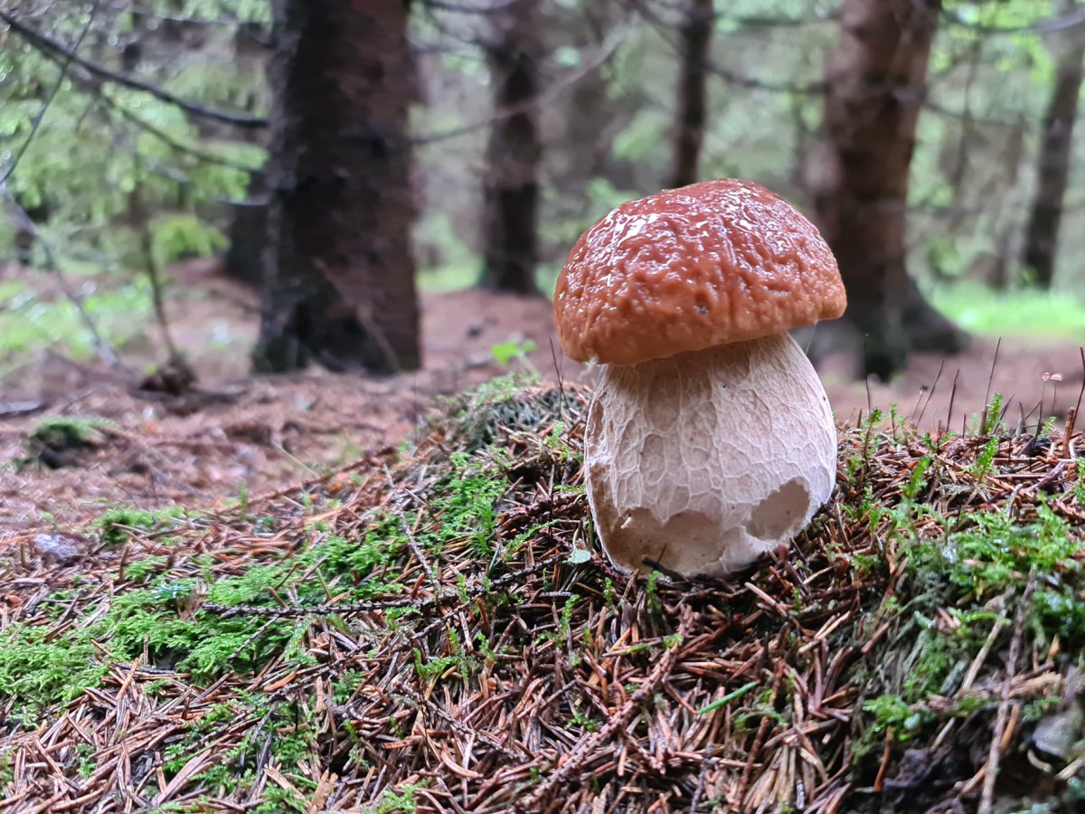 Съедобные грибы Орловской области
