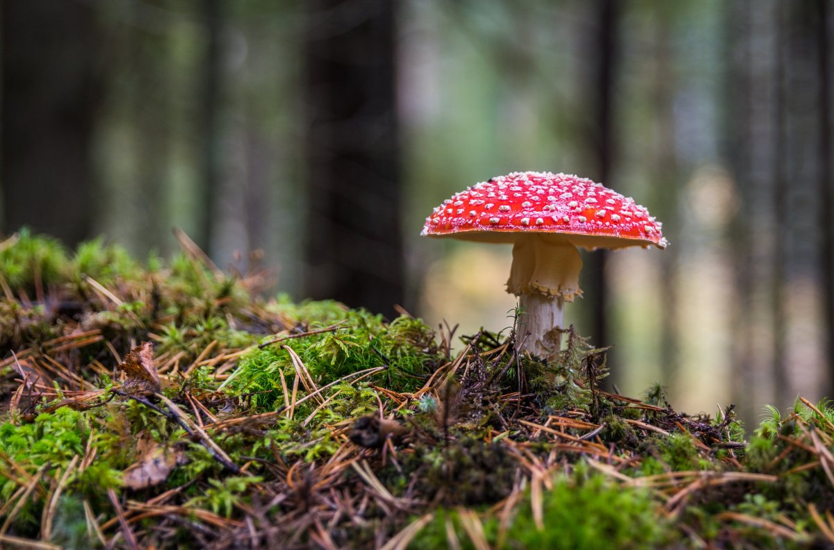Ядовитые грибы Нижегородской области