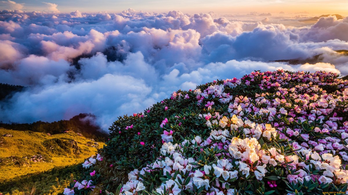 Цветы из облаков