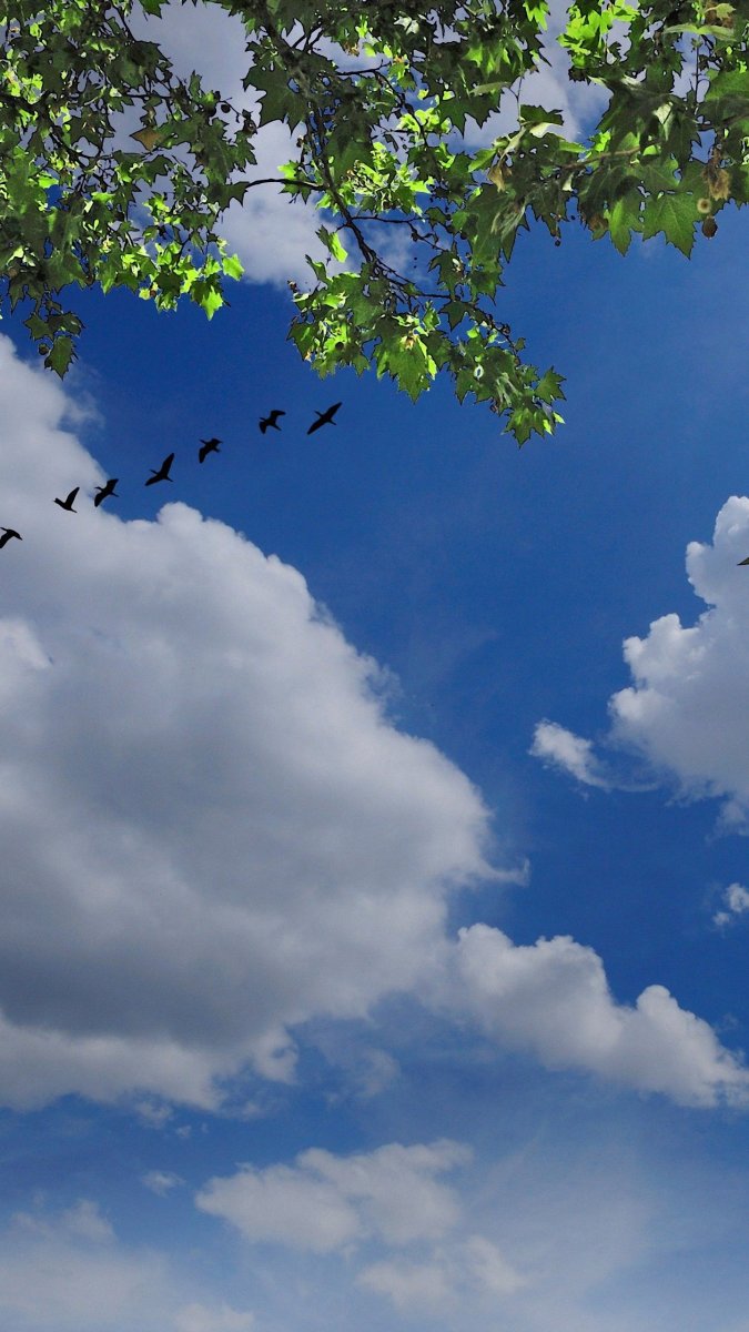Голубое небо с птицами