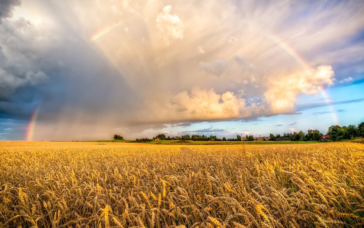 Поле пшеницы и небо