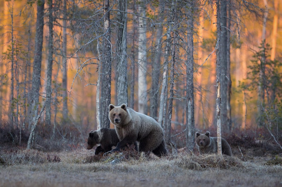 Животные в лесу России