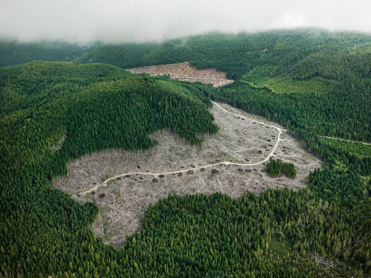 Вырубки леса в Сибири китайцами