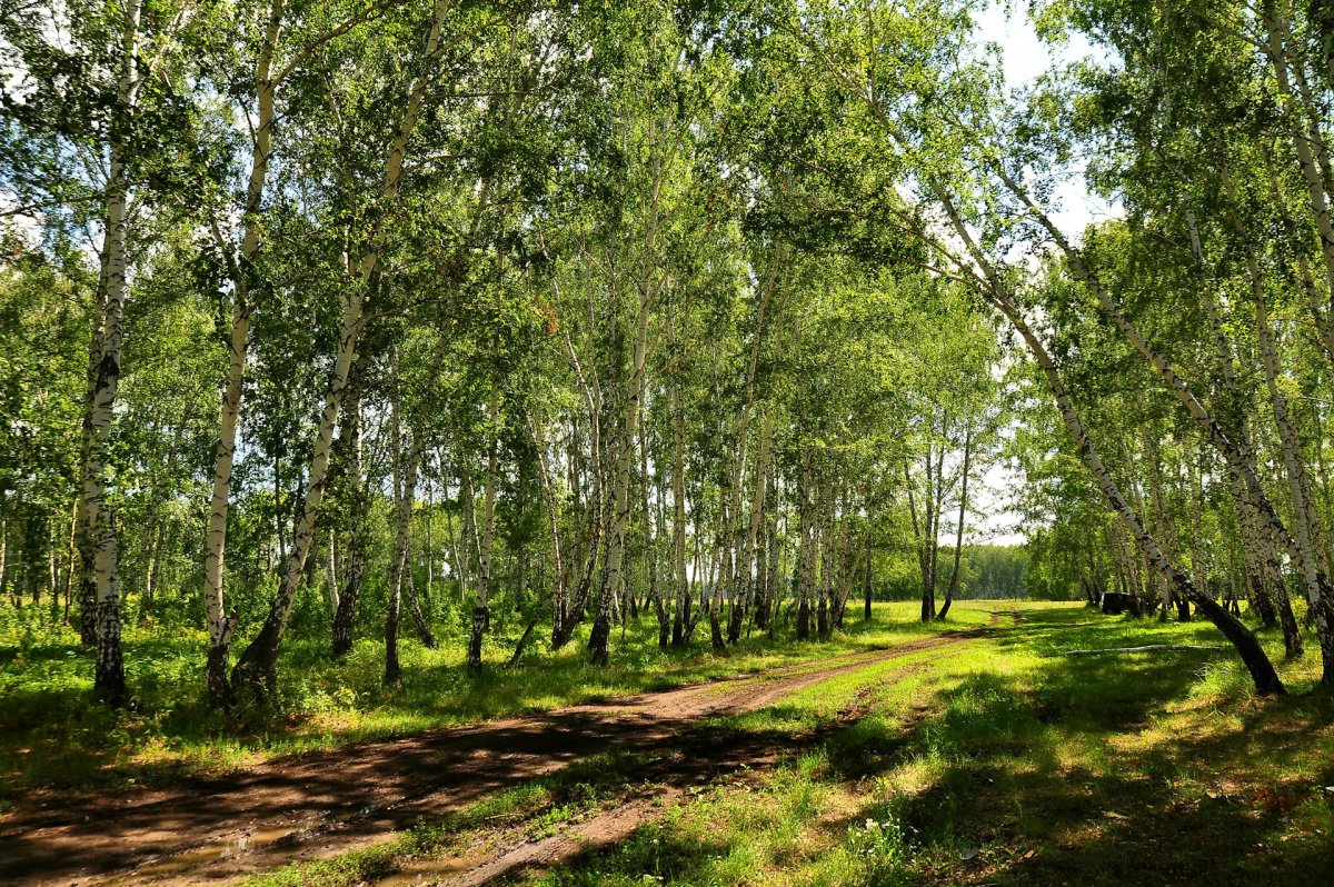 Леса Омской области