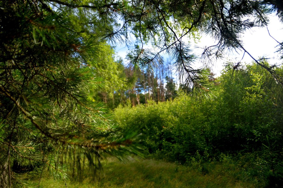 Смоленск лес