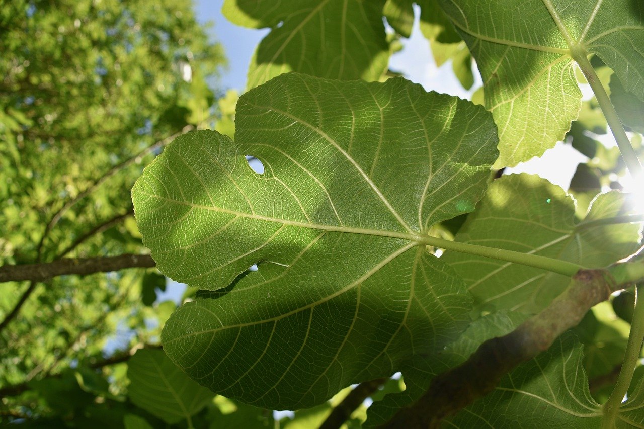 Фиговое дерево с круглыми листьями