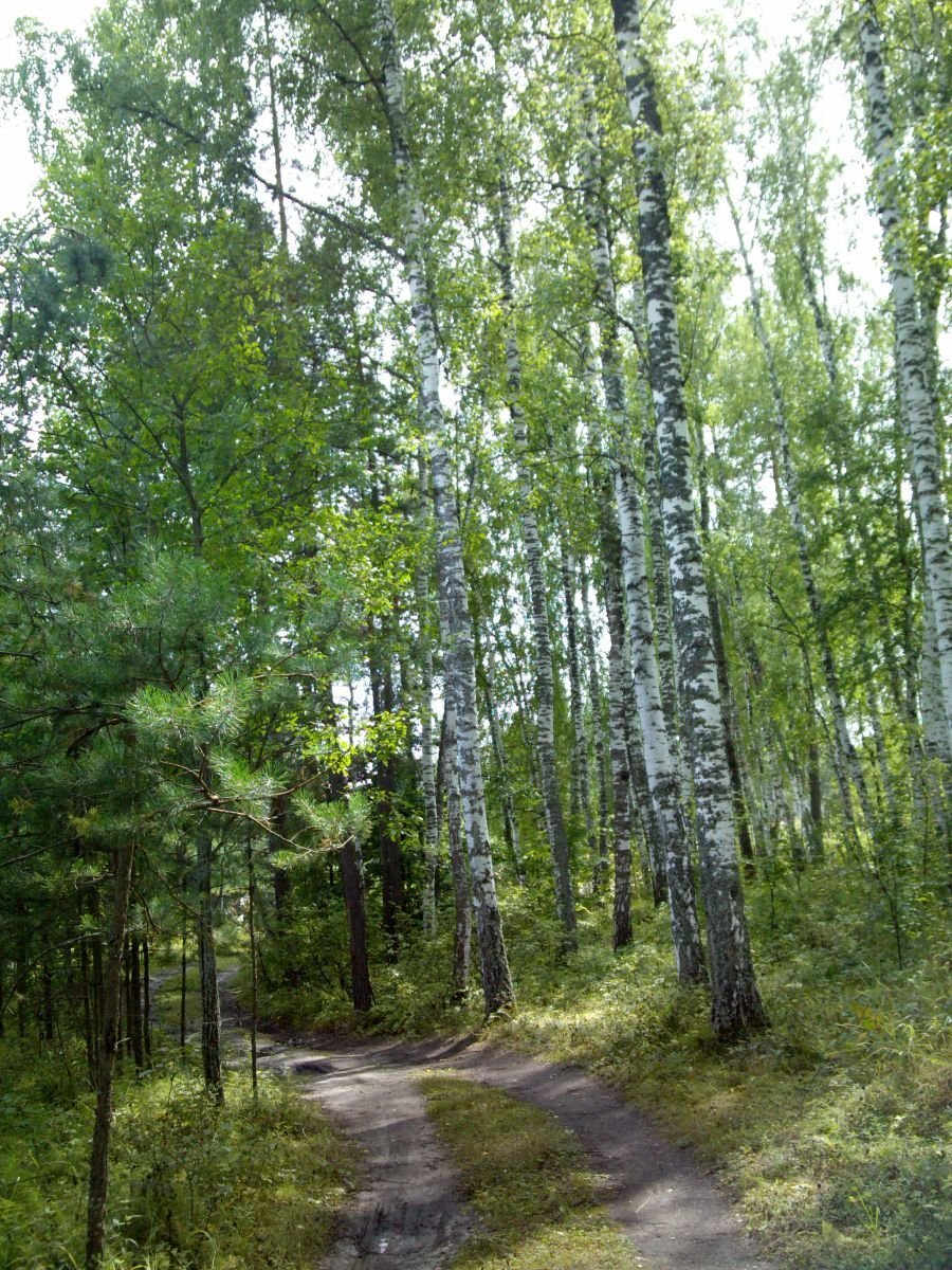 Леса Ульяновской области