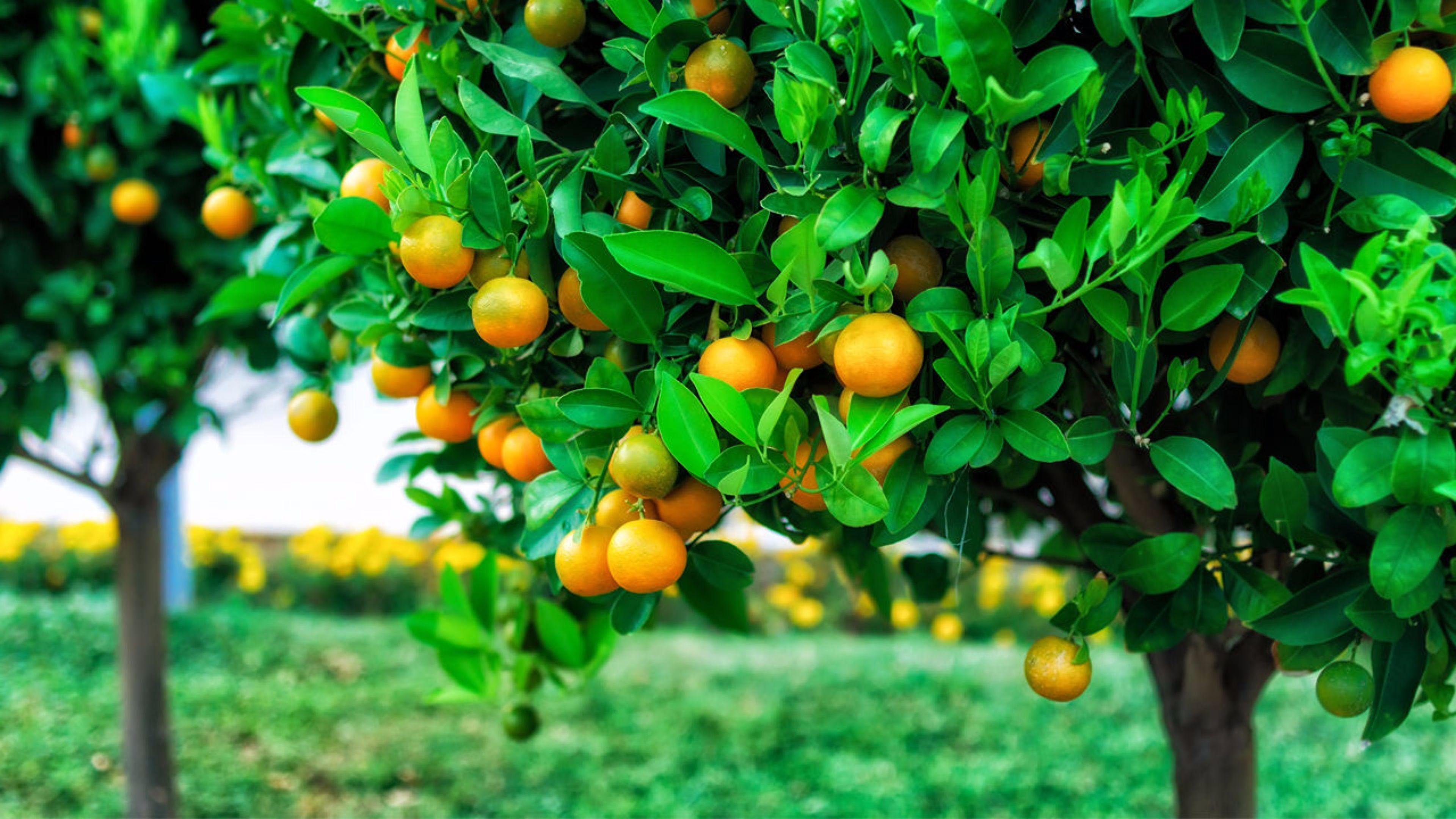 Хорошо лето плодами. Мандарин дарахти. Греция мандариновые деревья. Дикий мандарин в Абхазии. Танжерин дерево.