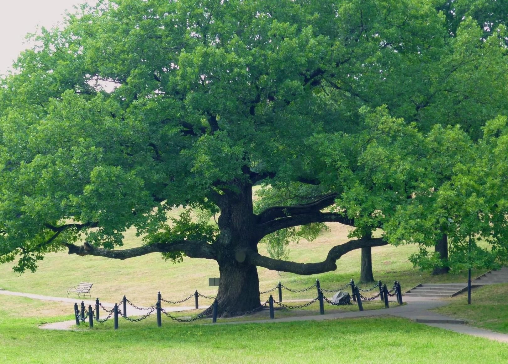 легкое дерево фото
