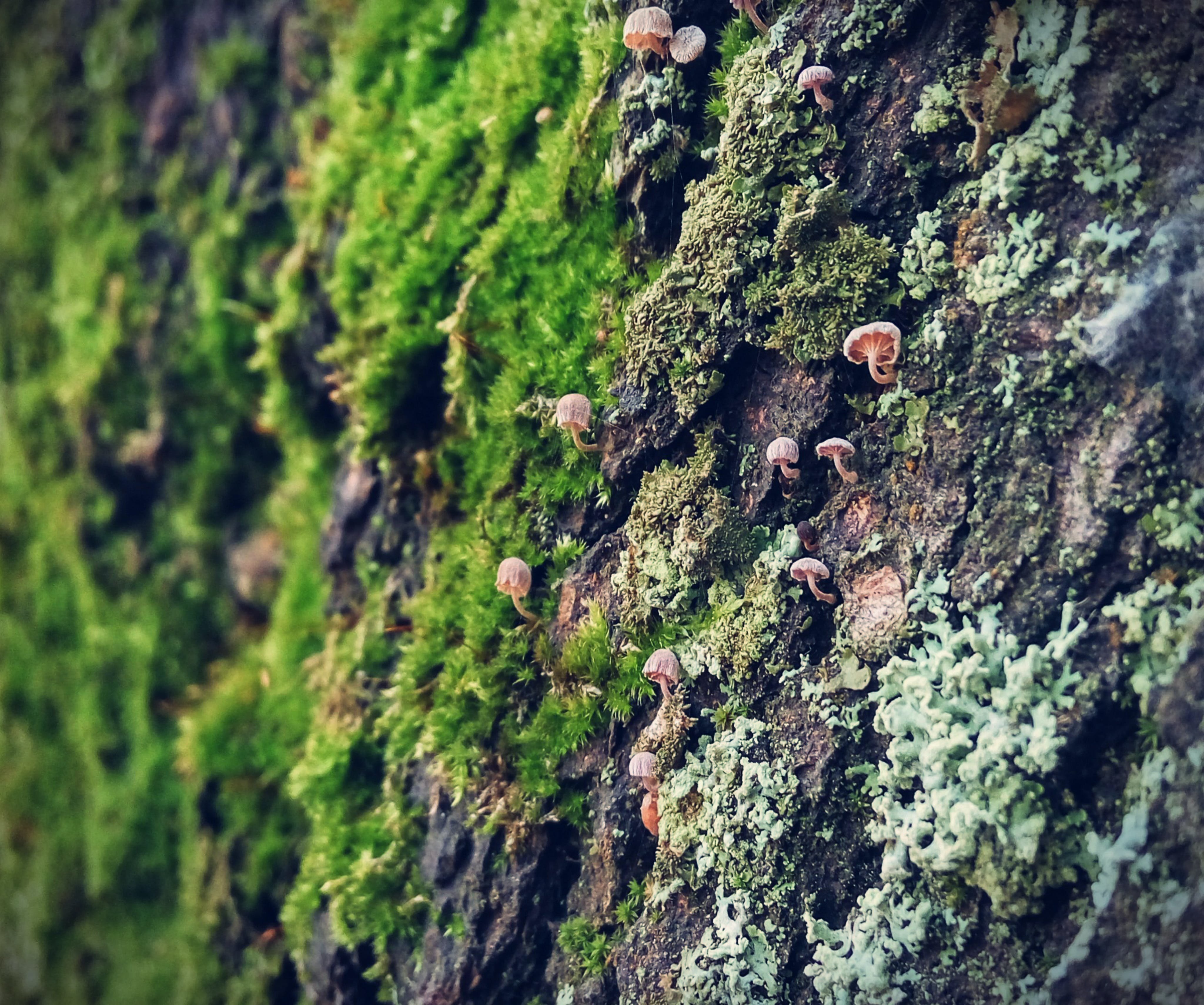 Лишайники это грибы. Святовский мох остров. Мох тамарассери. Лихенизированные грибы лишайники. Мхи и лишайники на камнях.