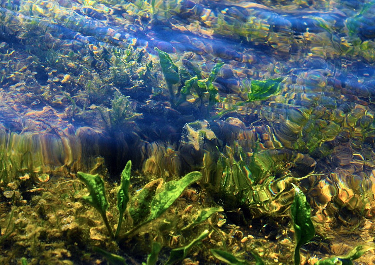 Водоросли на морском дне. Нейстонные водоросли. Речное дно. Красивые водоросли. Озерные водоросли.