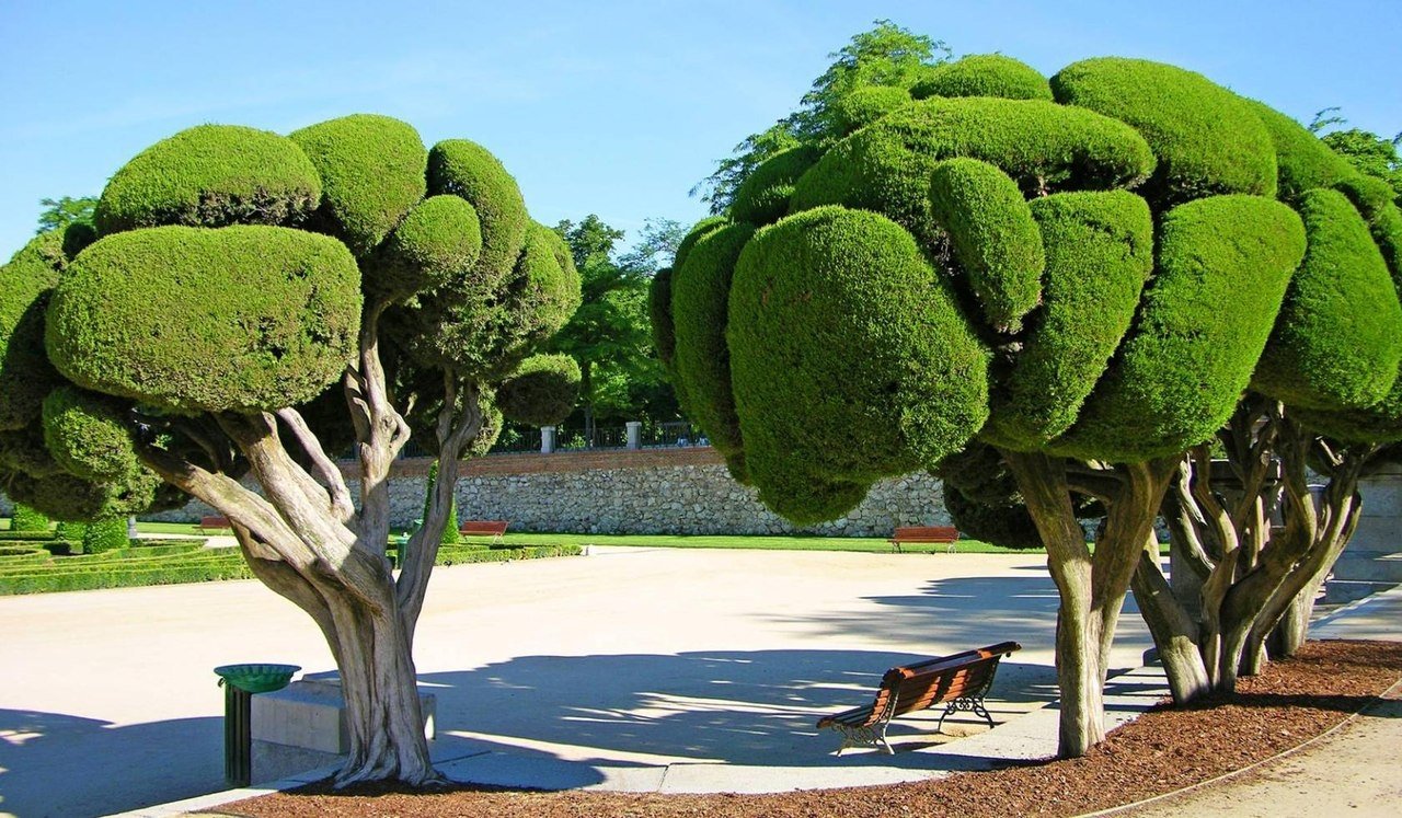 Деревья в Испании