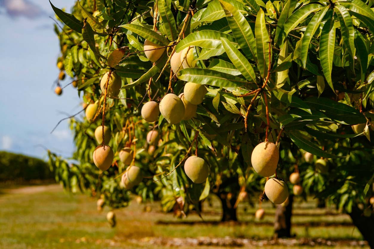 Манго росте на дереві: особливості, умови вирощування та догляд | Наш сайт