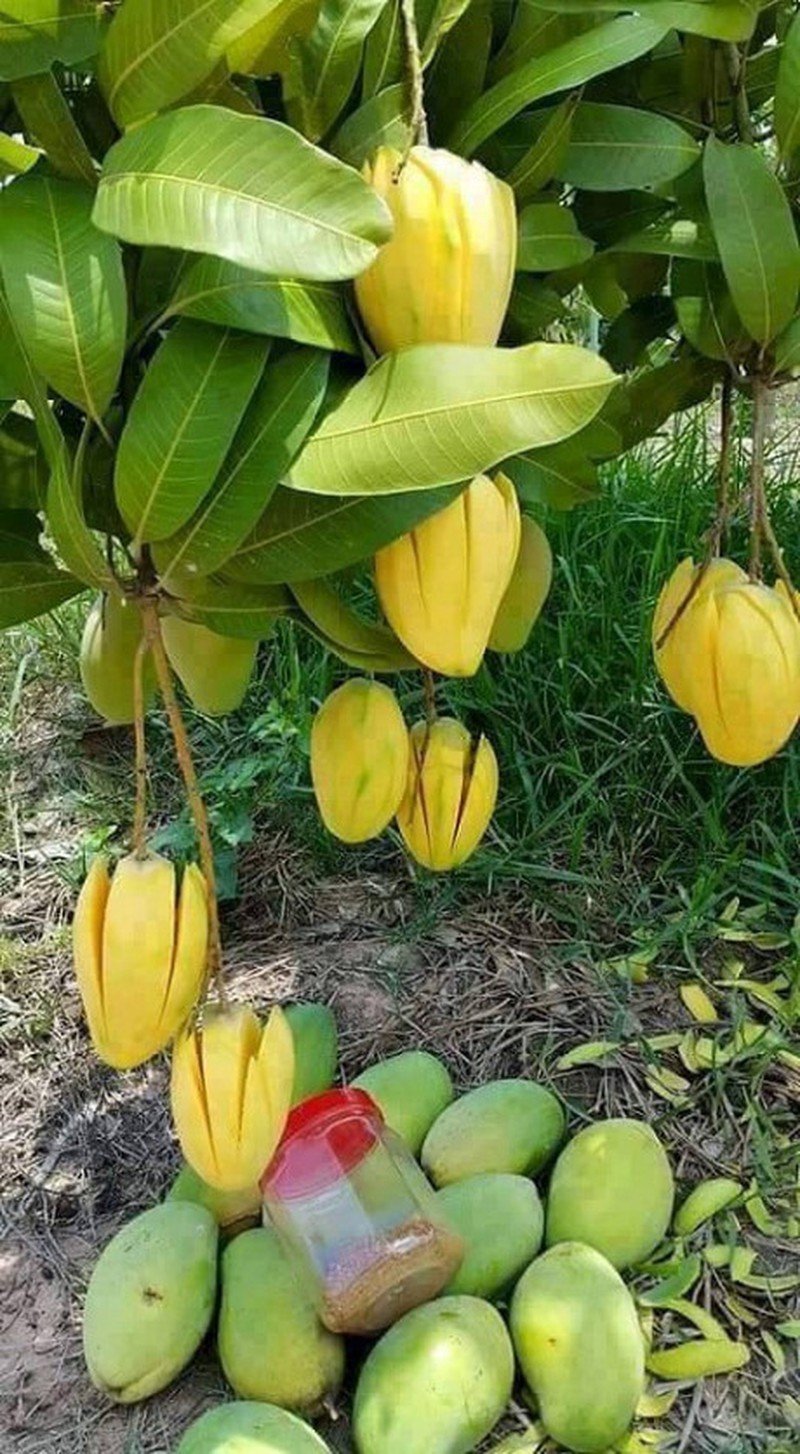 Цветущее дерево манго. Манго фрукт дерево. Цветение манго. Кустарник манго. Манговое дерево с манго.