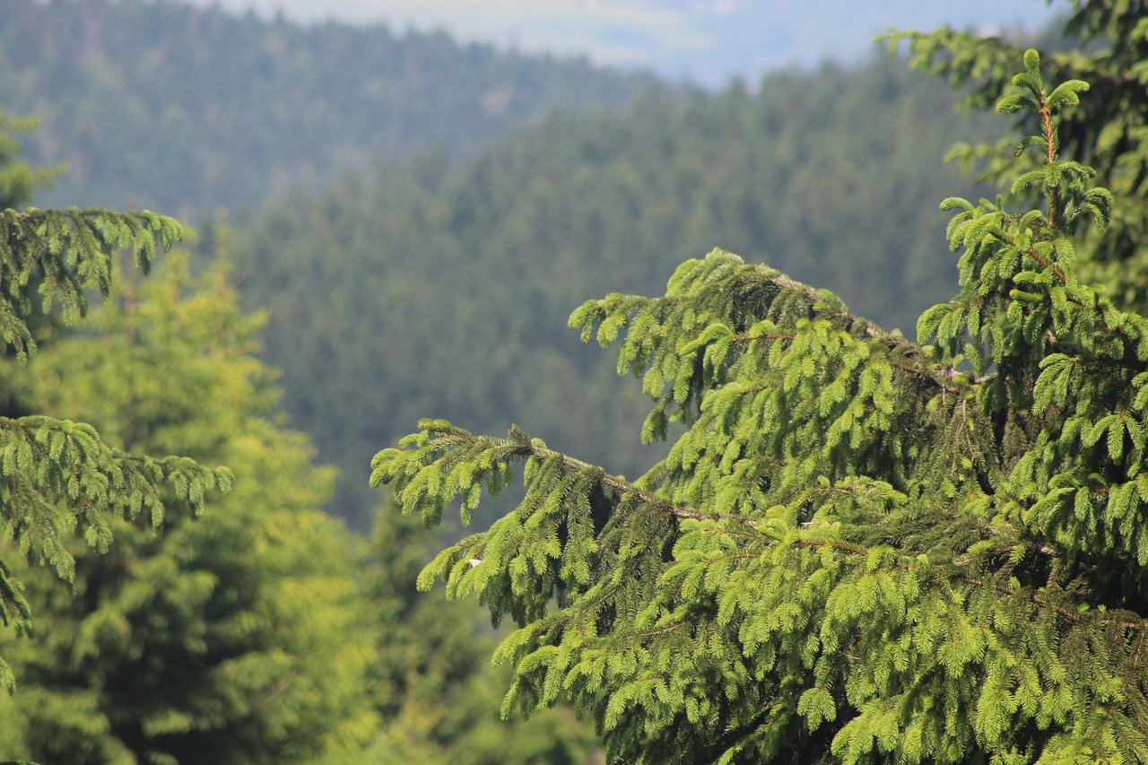 Хвойная сочи. Тбилиси ели деревья.