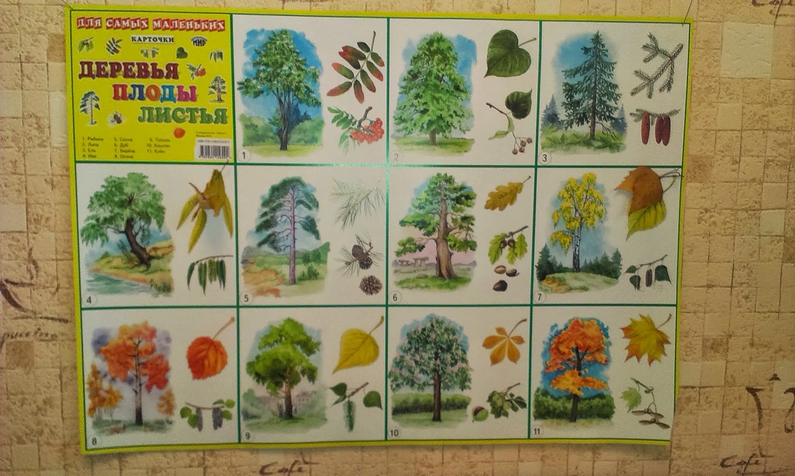 Плакат деревья для детей