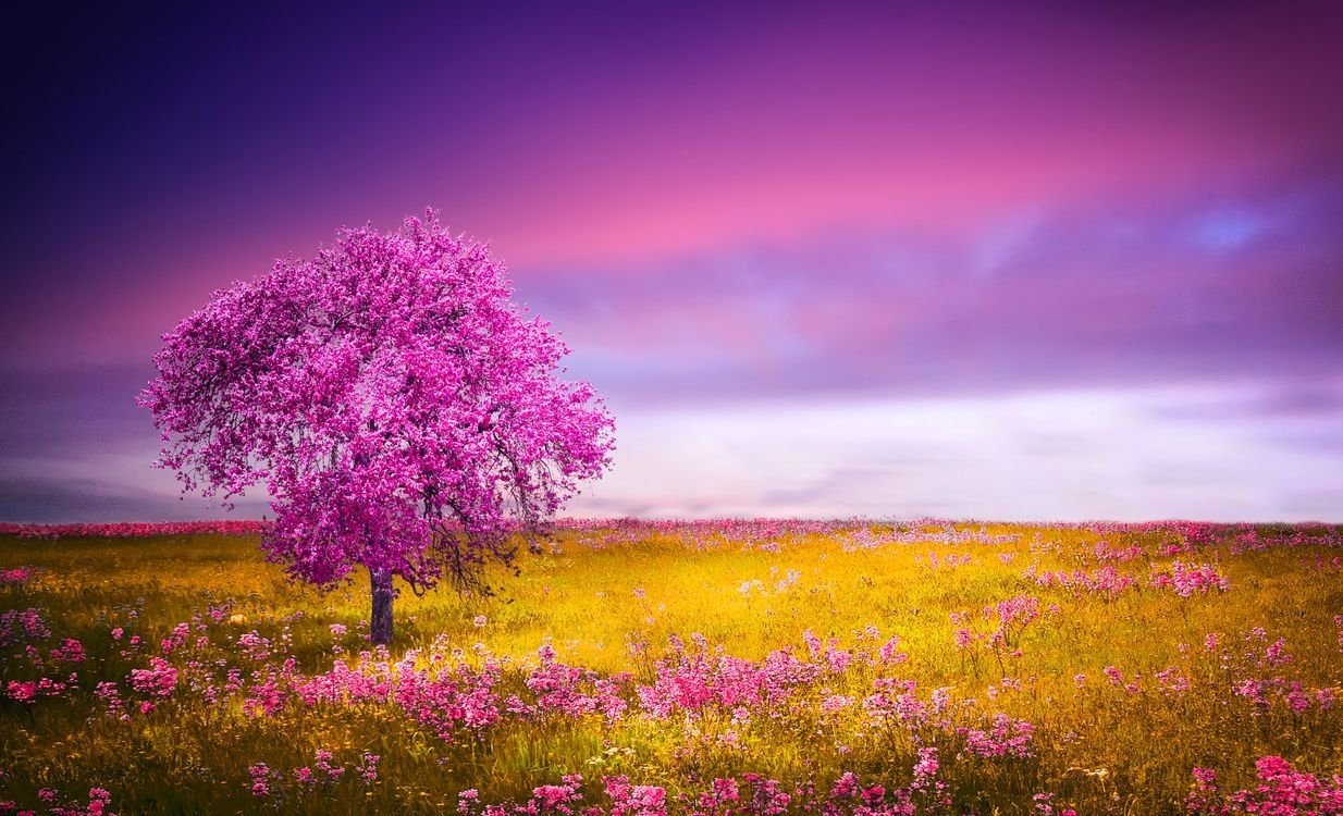 Цветущее дерево в поле