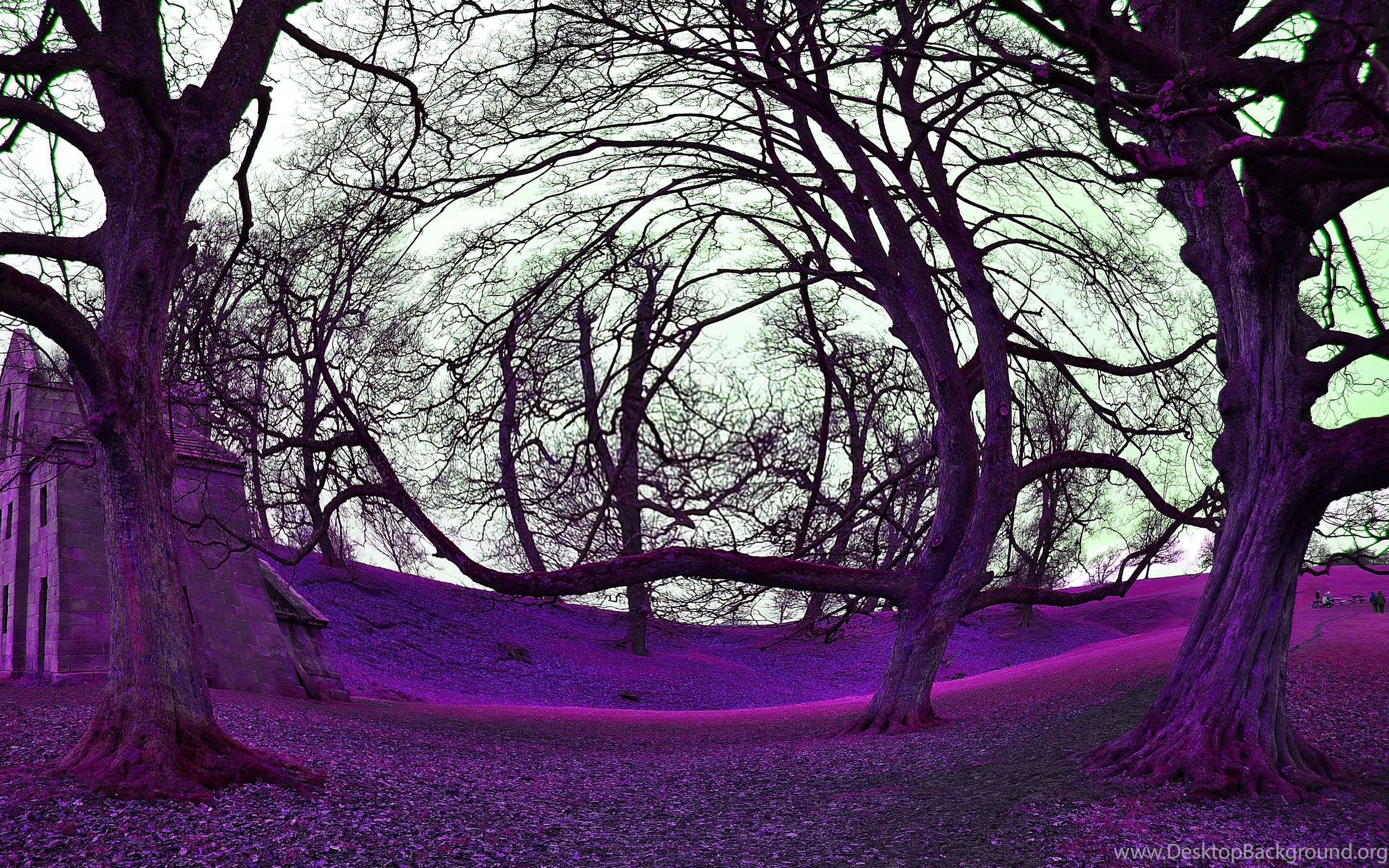 Фиолетовое дерево Эстетика