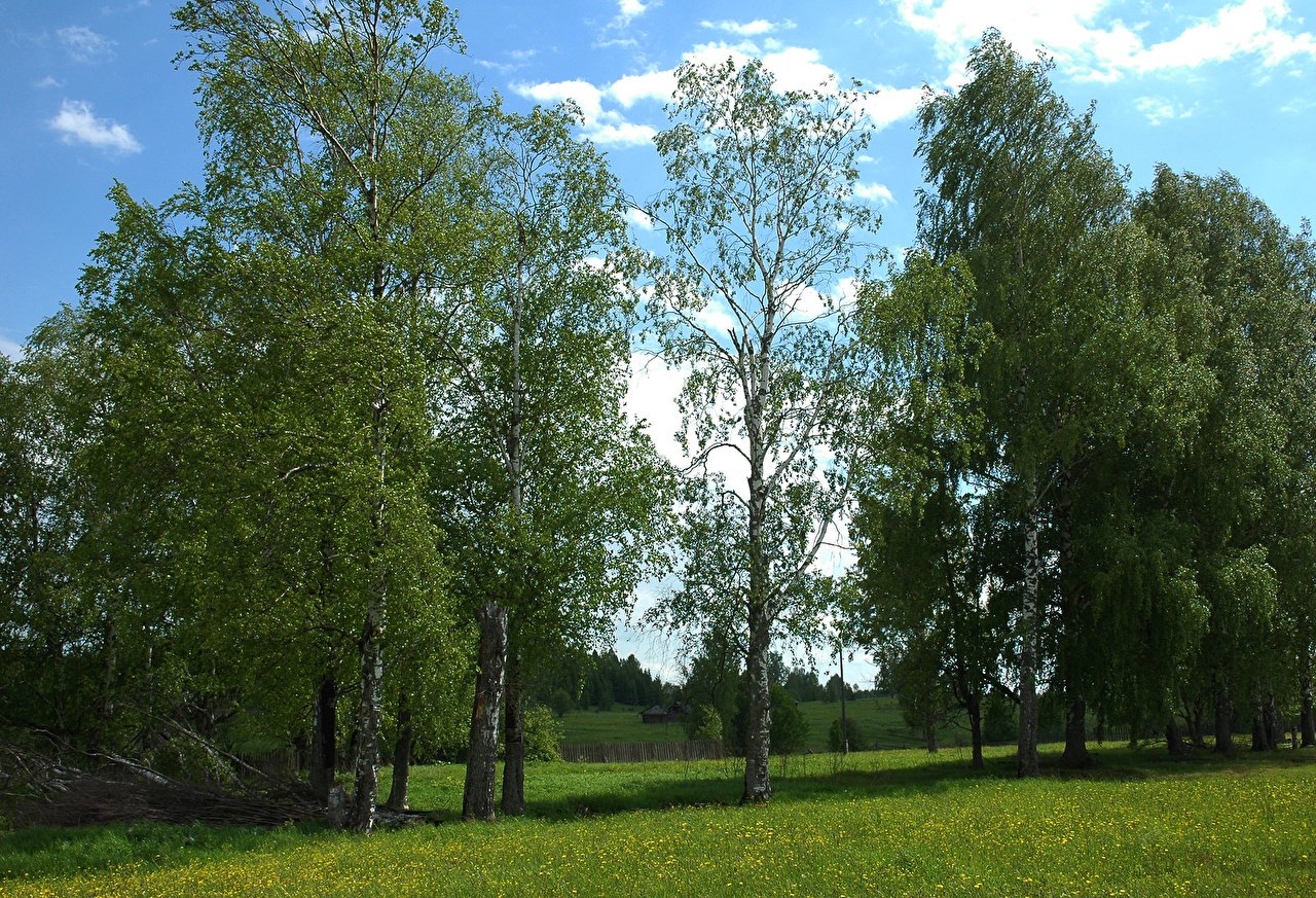 Белорусские Березки