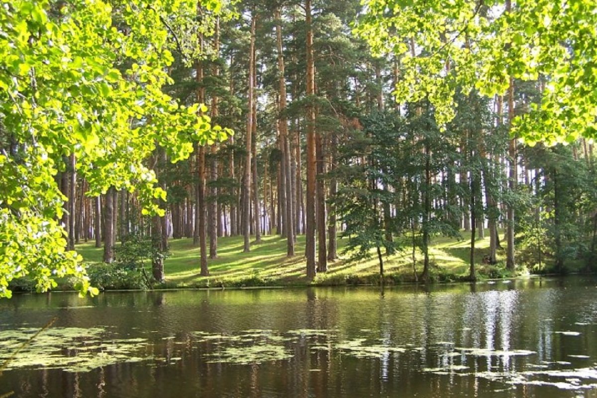 Деревья Тамбовской области