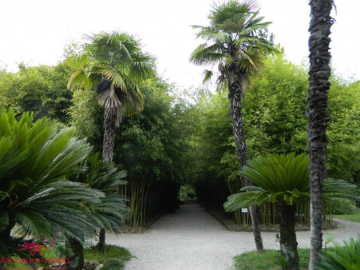 Ботанический сад Абхазия