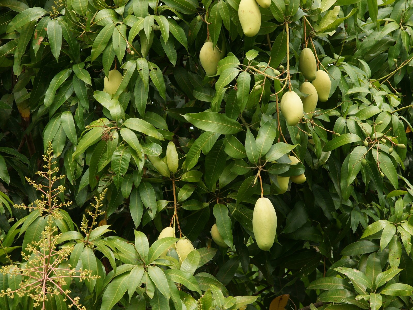 Манго желтое дерево