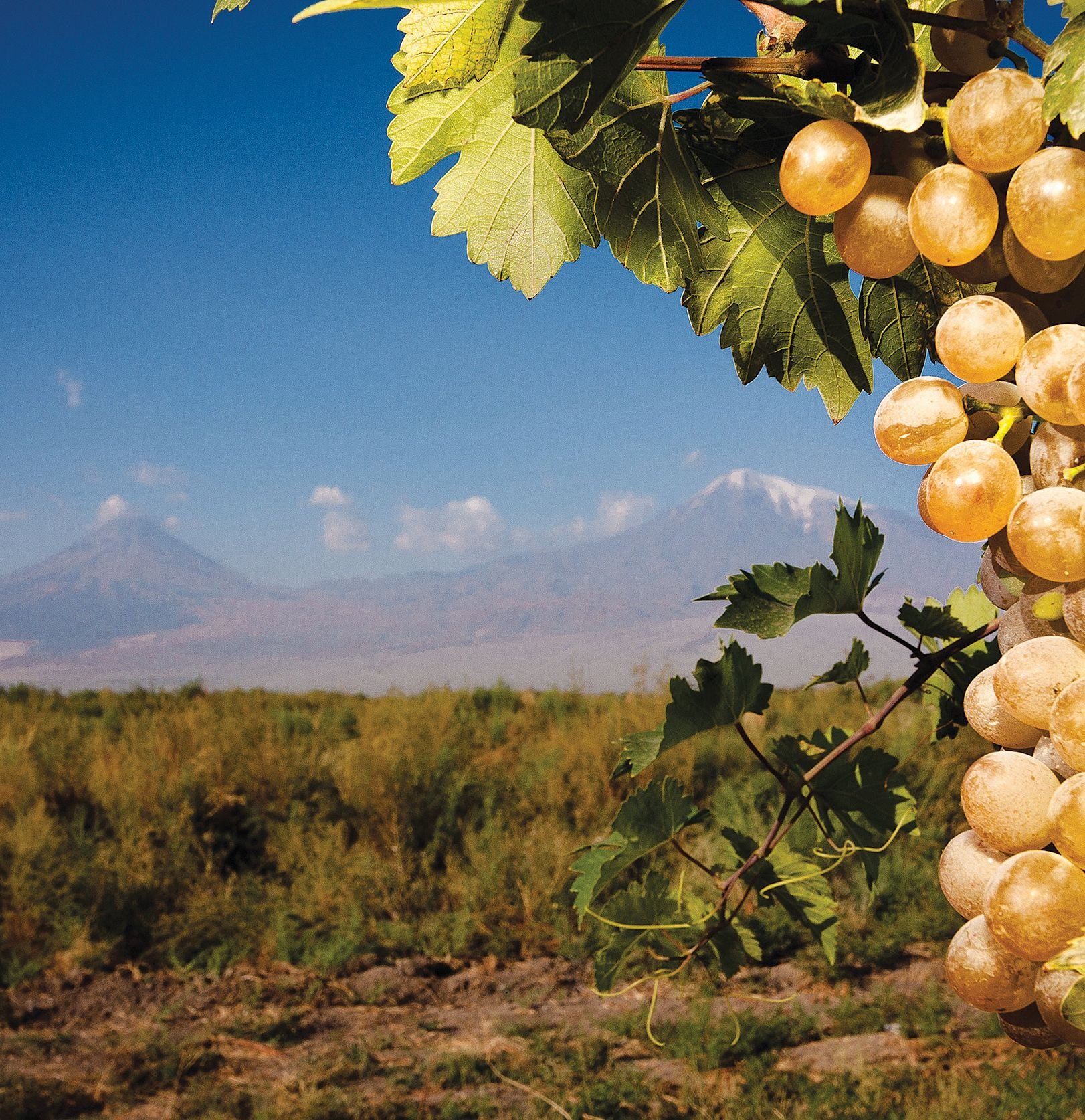 Виноград в Араратской долине