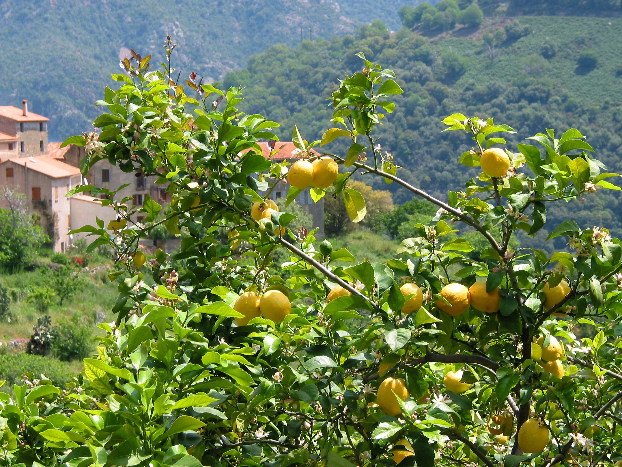 Lemon Citrus Limon Италия
