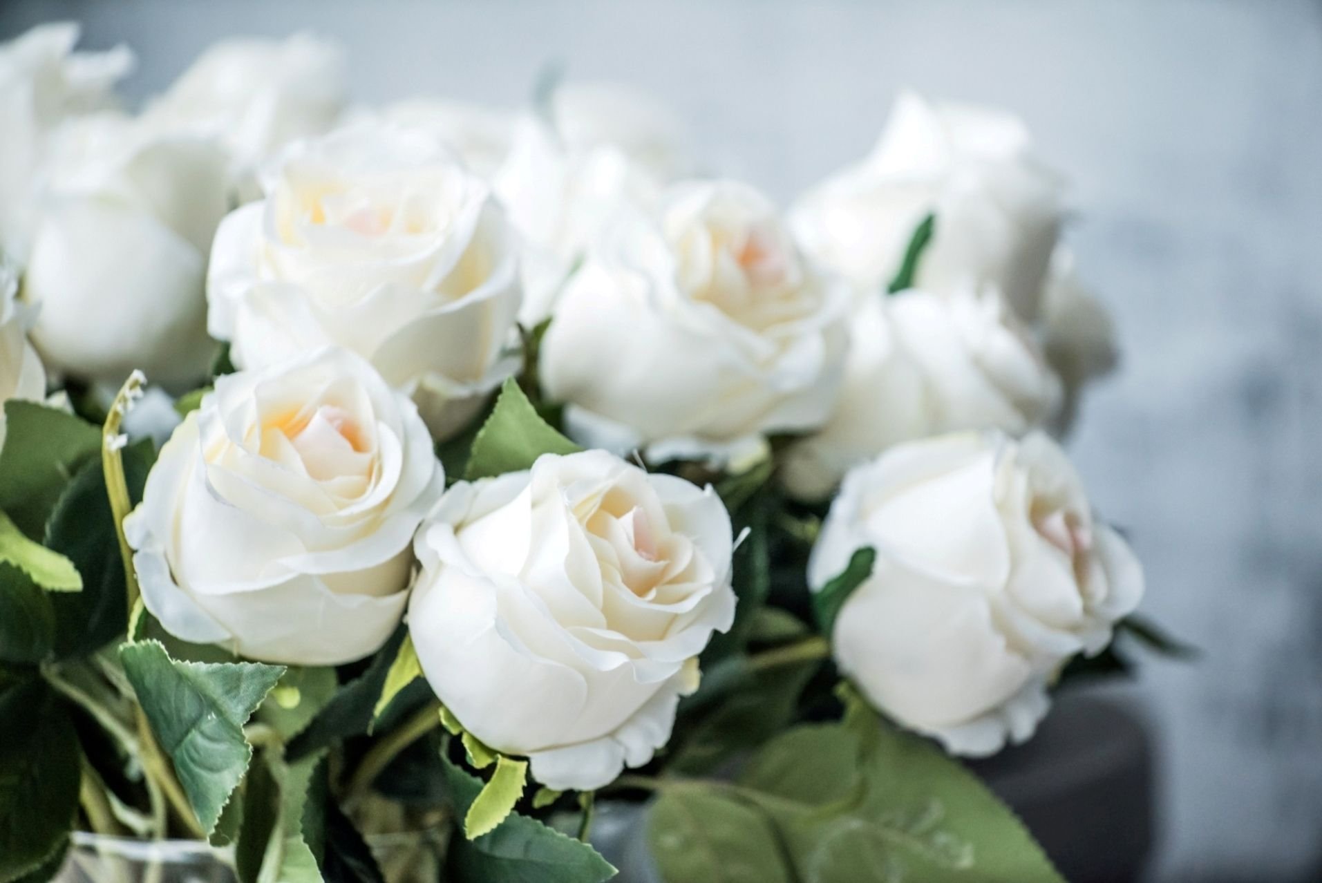 Хиты белые розы. Вайт Роуз. Красивые белые розы. Красивый букет белых роз.